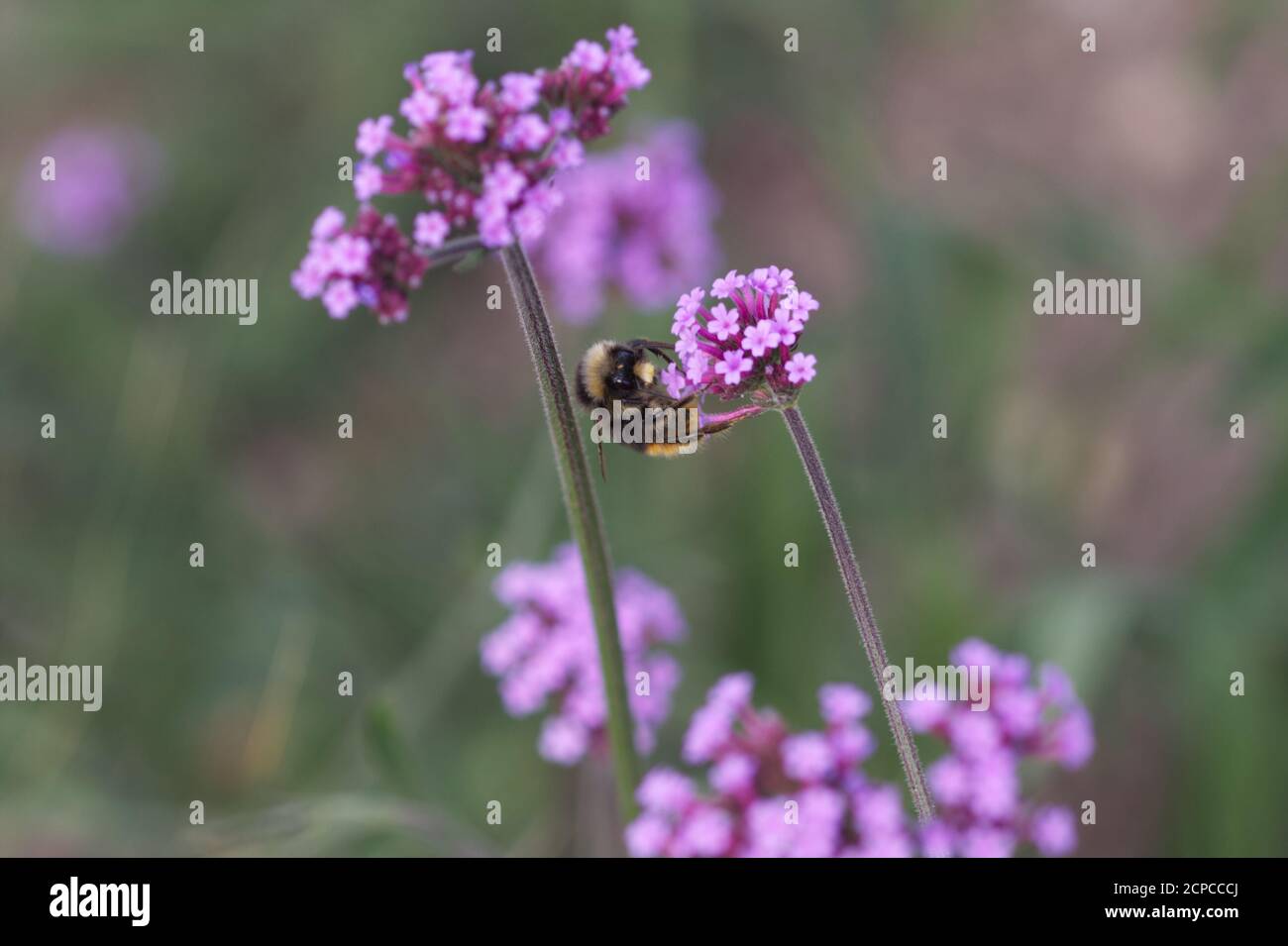 Bumblebee on flower of Verbena bonariensis Stock Photo