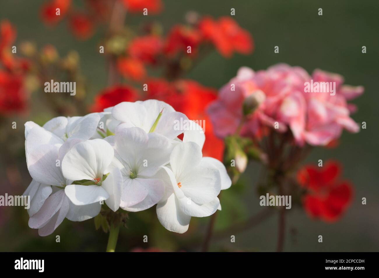 Close-up of white zonal Pelargonium flower against a background of red and pink Pelargoniums Stock Photo