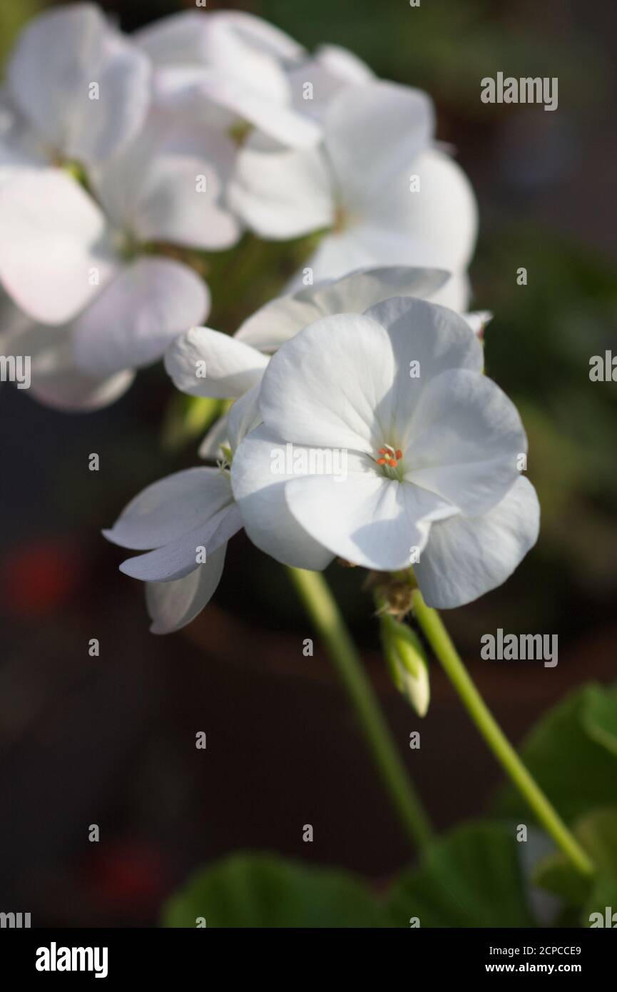 Close-up of white zonal Pelargonium flower against a dark background Stock Photo