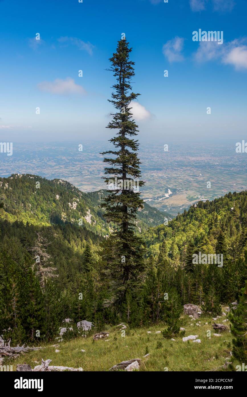 Fir tree in Mount Olympus national park Stock Photo