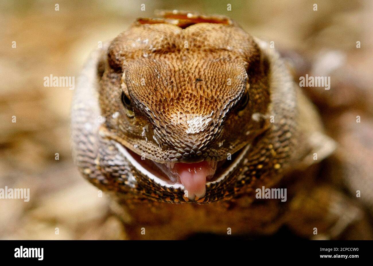 An adult frill-neck lizard (Chlamydosaurus Kingii) pokes its tongue during feeding time at Sydney Wildlife World April 10, 2008. The lizards are generally found in Australia's tropical climates in the north and northwest. Females lay an average of 15 eggs, which take about 3-4 months to hatch.    REUTERS/Mick Tsikas          (AUSTRALIA) Stock Photo
