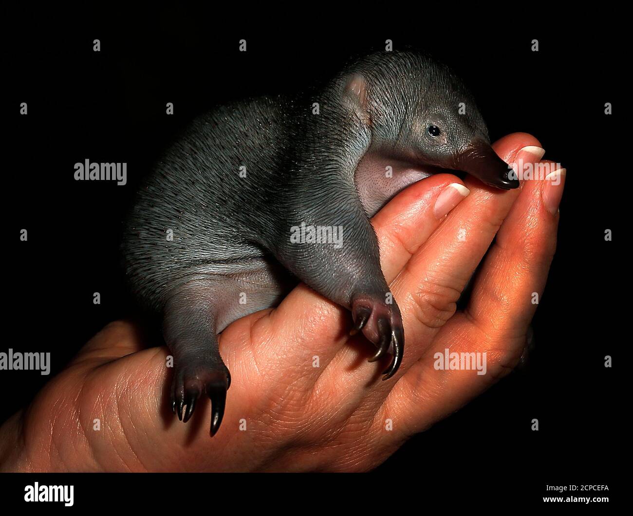 Baby Echidna High Resolution Stock Photography And Images Alamy Baby Echidna High Resolution Stock Photography And Images Alamy