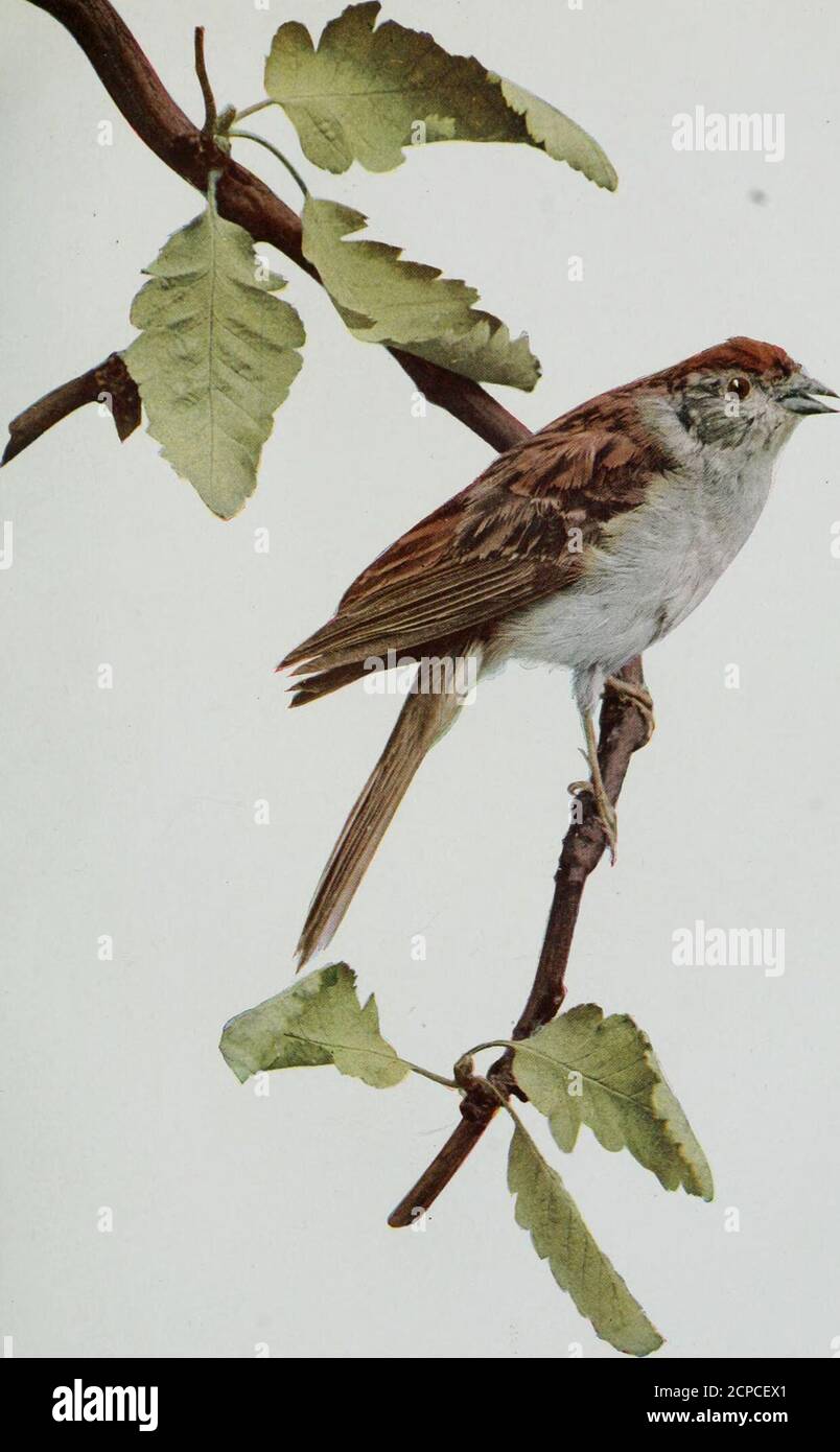 Www Flickr Com Photos Internetarchivebookimages s Book 435 Tree Sparrow Spizella Monticola About Life Size Mtoro Omicaoc 45v Chipping Sparrow About Life Size Copyright Not By A W Mum Oro Chicago Finches Sparrows Etc 331 As They Www Flickr Com Photos Internetarchivebookimages s Book 435 Tree Sparrow Spizella Monticola About Life Size Mtoro Omicaoc 45v Chipping Sparrow About Life Size Copyright Not By A W Mum Oro Chicago Finches Sparrows Etc 331 As They