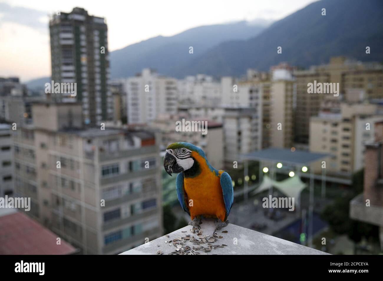 A macaw stands on a rooftop of a building in Caracas April 1, 2015. While  the Avila mountain range astride Caracas' northern edge harbors hundreds of  bird species, flocks of macaws are