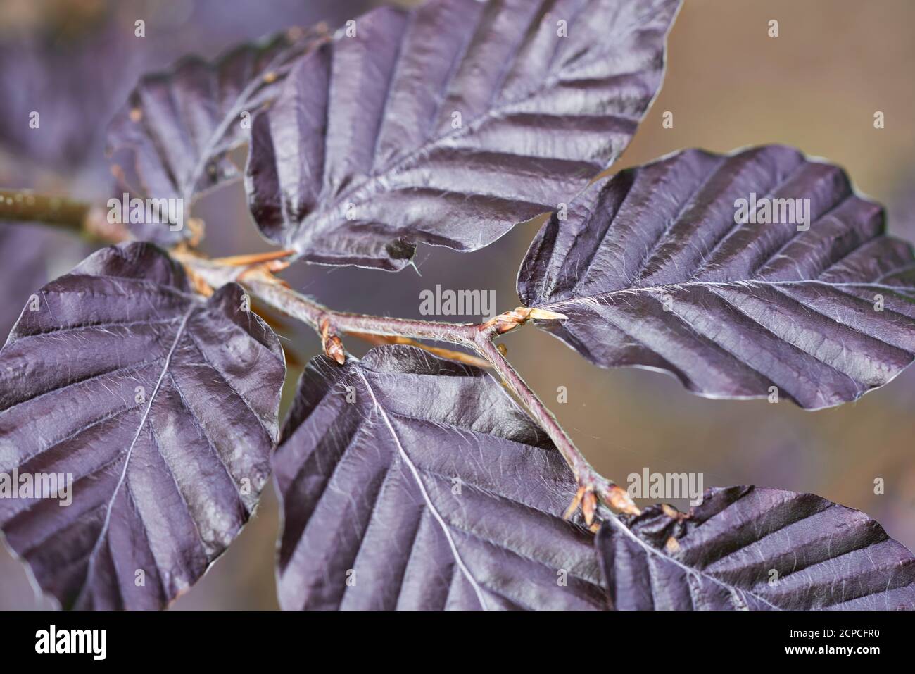 Copper beech hedge fagus sylvatica hires stock photography and images Alamy