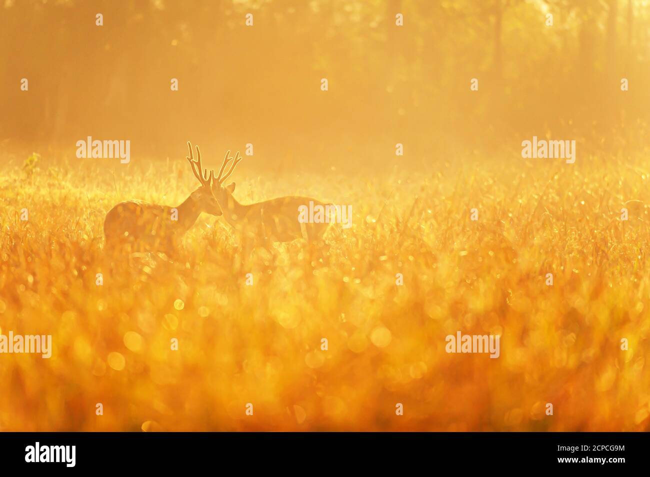 Two males Hog Deer fight for mating rituals in autumn grassland, glittering morning dew in sunrise. Nature scene in mating season. Stock Photo