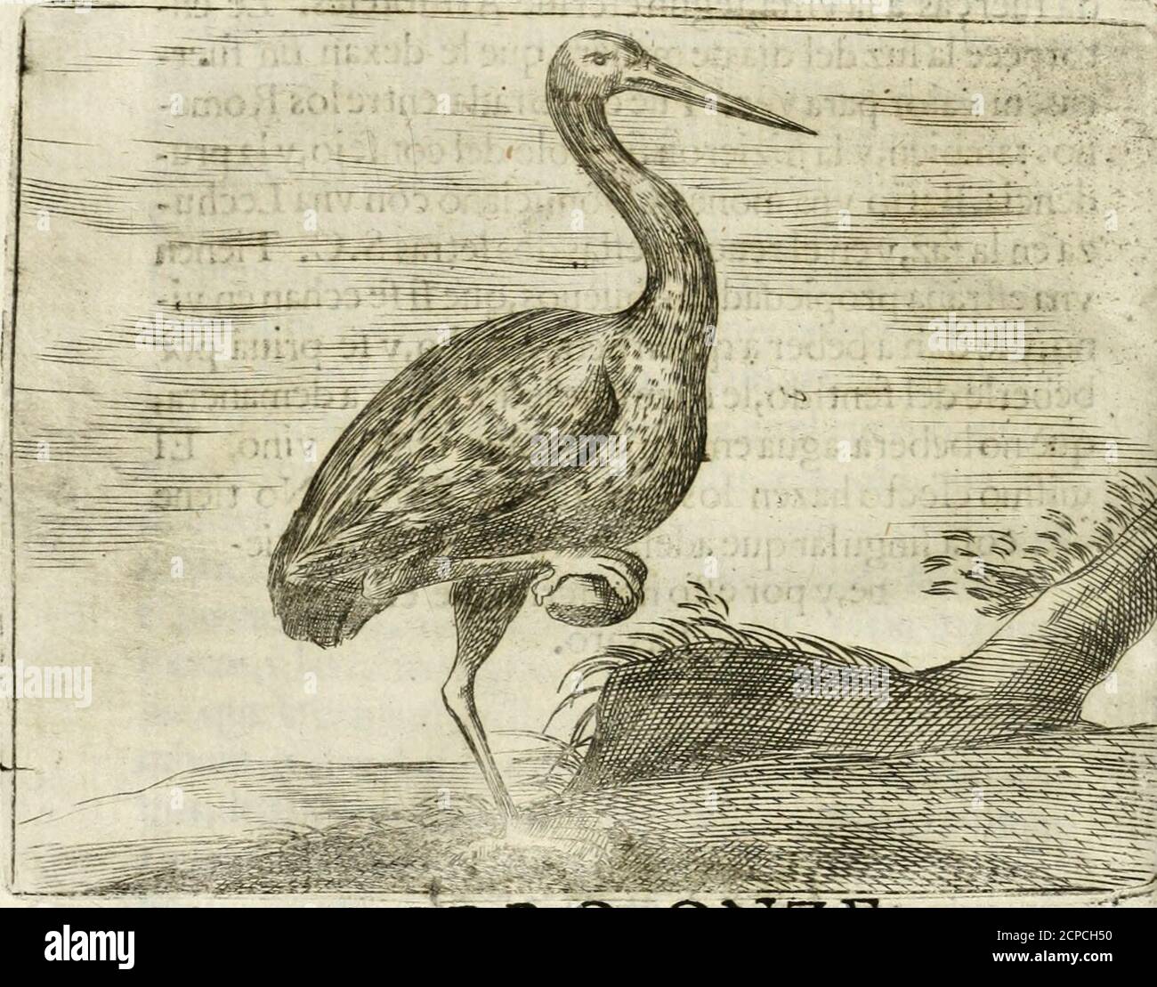 . Govierno general, moral, y politico : hallado en las aves mas generosas y nobles : sacado de sus naturales virtudes y propiedades . g> R PRO- PROPIEDADES DÉLA GRVLLA.. UBRO ONZE. CAPITVLO L. iVE de Palamedes llaman los Poetas a eftePaxaro,ó Aues-Naupl{ades,porNaupleo.Y la razón es, porque fue el primero queadvirtió que quando huelan, ó eílán mu-chas juntas (y ele ox^njfip [9 dla;^^^^ tres letras Grie- Stock Photo