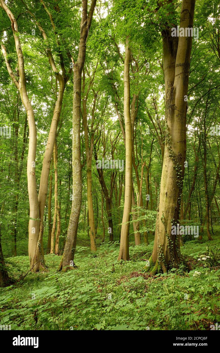 Beech trees. Green tranquility in the woods. Great forest landscape ...