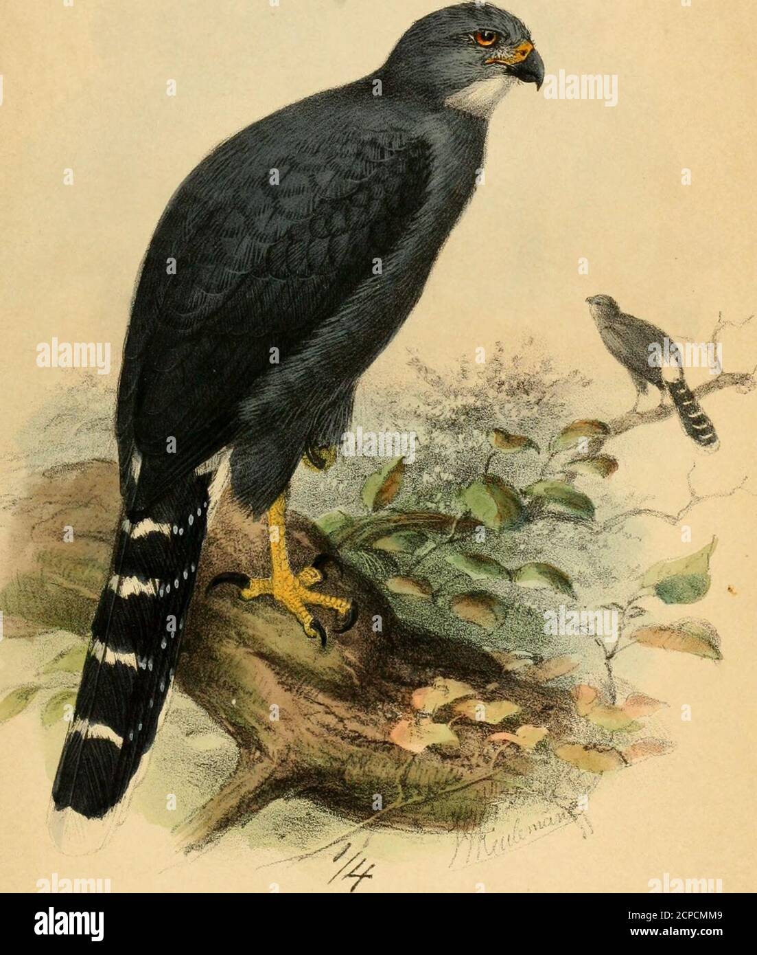 . The Ibis . Keulcraajns. liLh M &: N Ha.nliajrt ingj. Fl^ I . CASSINIA RUBICUNDA Fi^ 2. C, FINS CHI. i Ibis. 1870, PI. Ill. Keulein^Lni; litii. M (Srlf .Hajiliart imp ASTUR MACRURUS Ibis.1870.Pl.lV Stock Photo