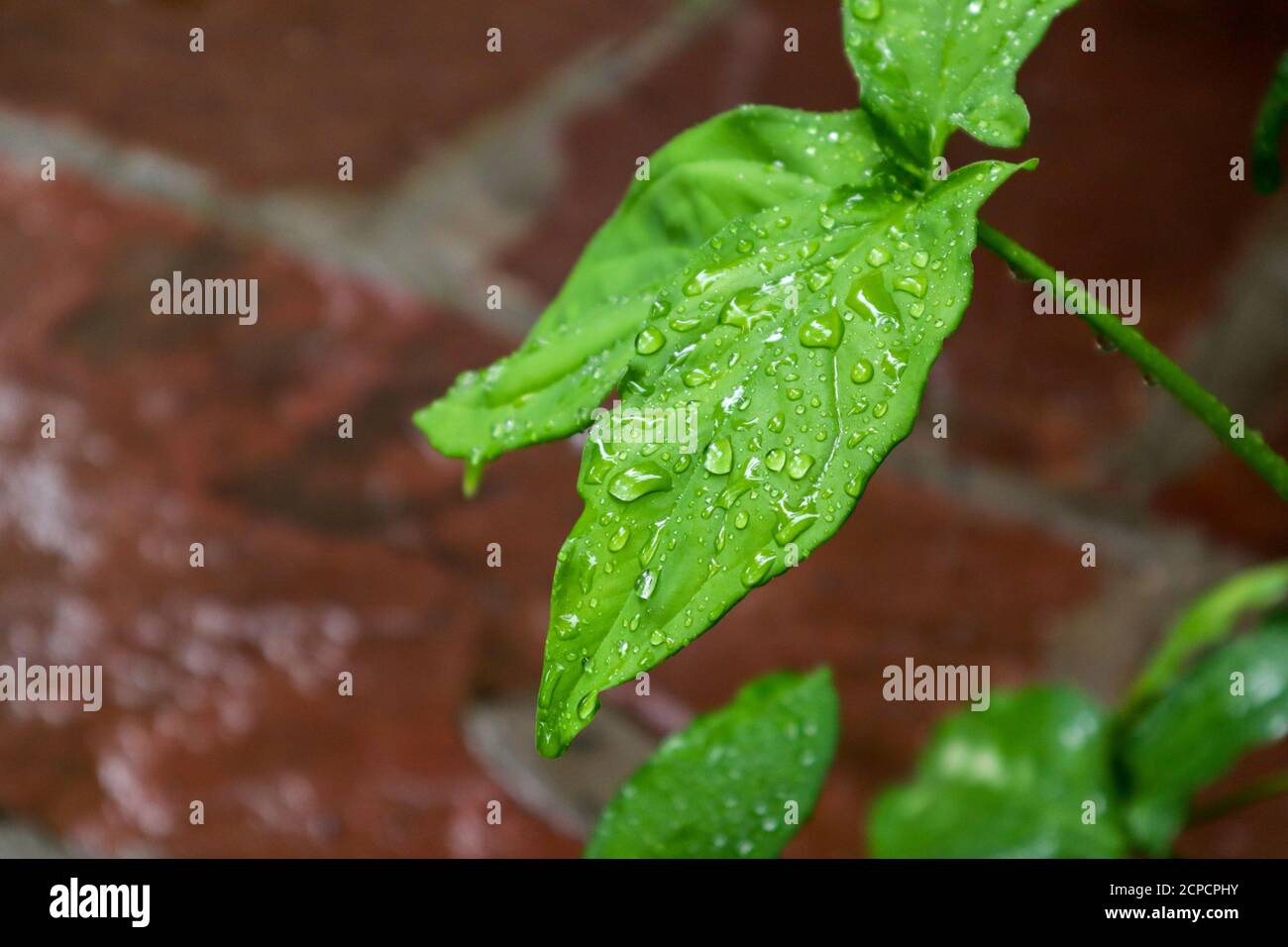 Shinning rain water drops on a leaf with blur background Stock Photo