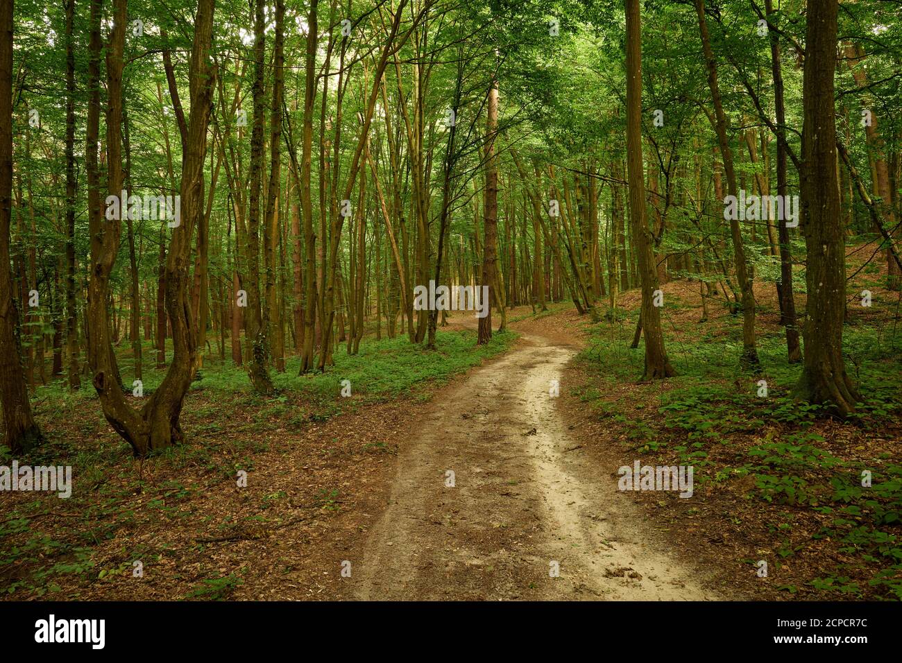 Imprints on the walk in the woods. Traces on the dirt road in the green forest. Green and brown backdrop. Calm woodland scene. Scenic forestscape Stock Photo