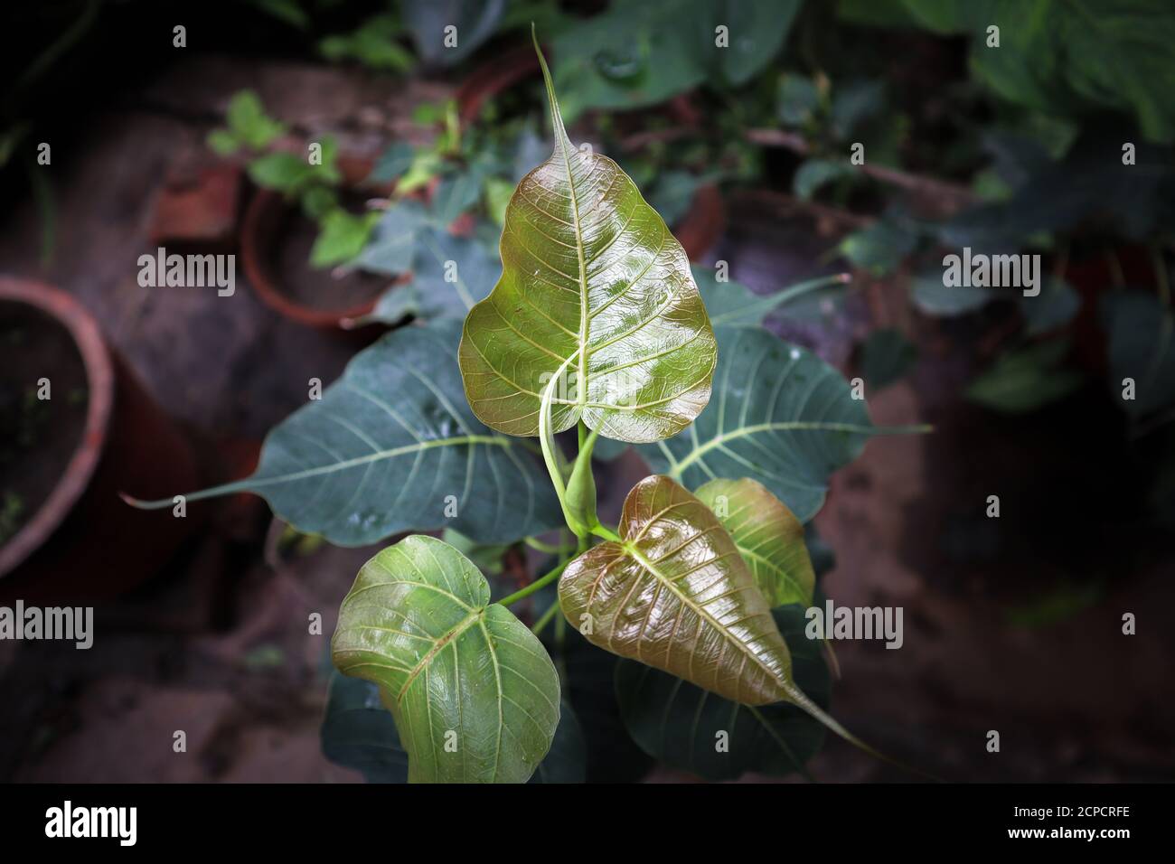 Tiny newly grown peepal tree leaf in Indian. Stock Photo