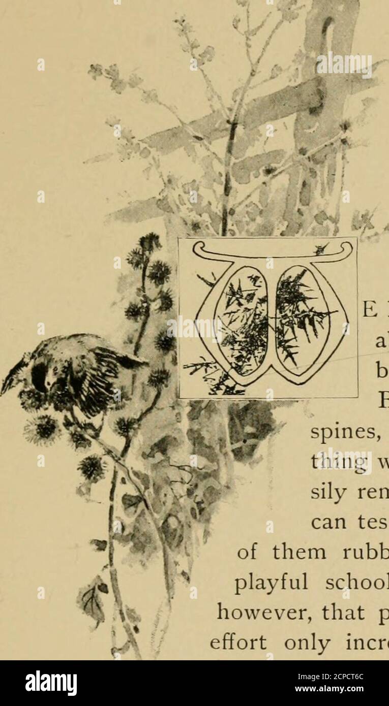 Sharp eyes; a rambler's calendar of fifty-two weeks among insects, birds  and flowers; . ^fi^^. A BURDOCK BIRD-TRAP October ijth E have indeed a most  formid-able device in the tenaciousburr seed