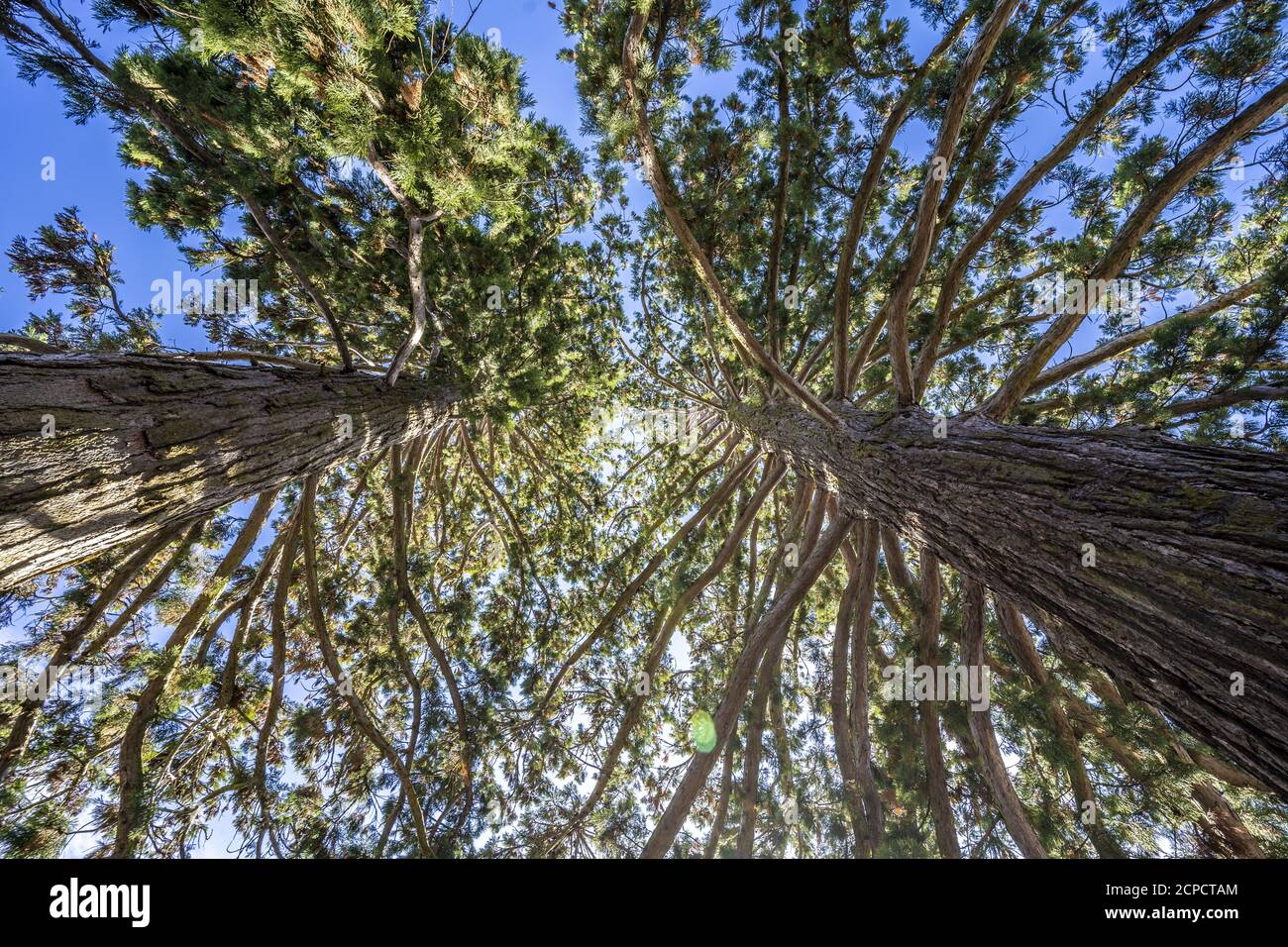 Low angle shot of high trees under a blue and sunny sky Stock Photo - Alamy