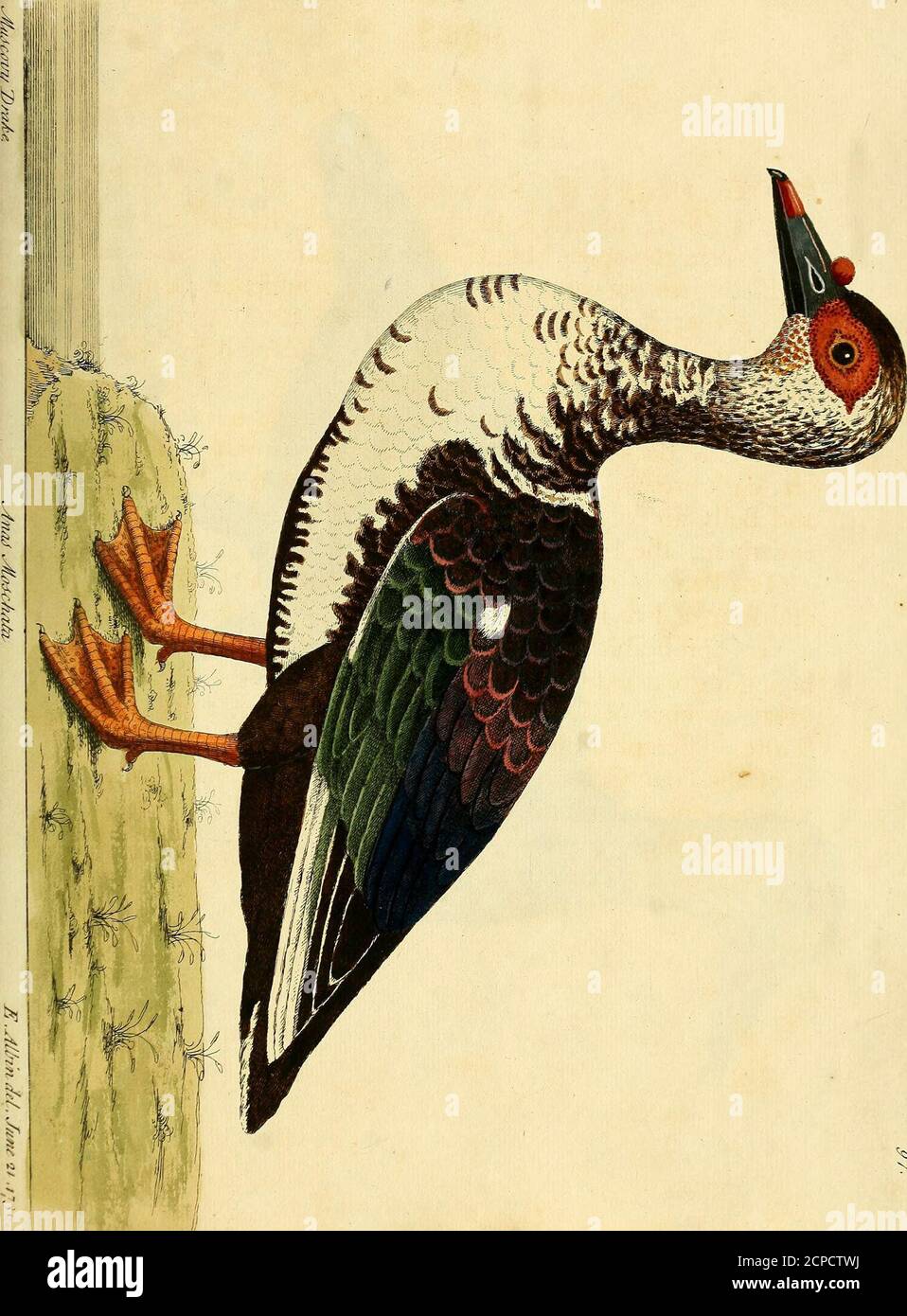 . A natural history of birds : illustrated with a hundred and one copper plates, curiously engraven from the life . theend 5 the upper Mandible hath a round tuberous pieceof Flefh growing between the Noftrils, reprefenting a fmallrtd Cherry^ it is red towards the end, the Hook black j theIrides of the Eyes are white round; it is a red flefhy Sub-ftance like that on the top of the Bill. The top of the Head and Neck are dufky, motled withwhite, the Back and Wings of an odd Mixture of Colours,viz. dark brown, red, purple, green, and white; the Breaftand Belly are white, with fome few brown Feathe Stock Photo
