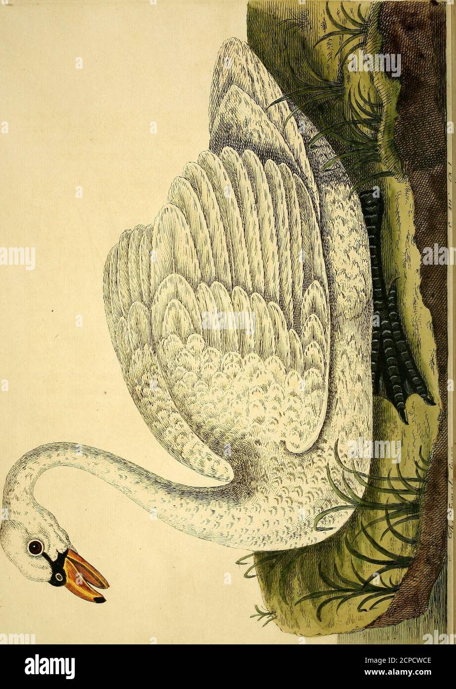 . A natural history of birds : illustrated with a hundred and one copper plates, curiously engraven from the life . ( 91 ) l^he Swan. Numb. XCI. nPHIS Bird is the biggefl of all the whole-footed Water-fowl with*- broad Bills, it weighed twenty pounds; from the tip of the Bill tothe end of the Tail were fifty five Inches, to the end of the Feetfifty feven; the diftance between the tips of the Wings extended, wasfeven foot and eight Inches. The whole Body is covered with a foft and delicate Plumage, in theold ones purely white, in the young ones grey; the Quill of the greaterWing Feathers of thi Stock Photo