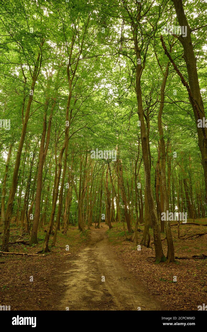 No people pathway in the forest. Imprints on the dirt road in the green woods. Green and brown background. Serene woodland scene. Scenic forestscape Stock Photo