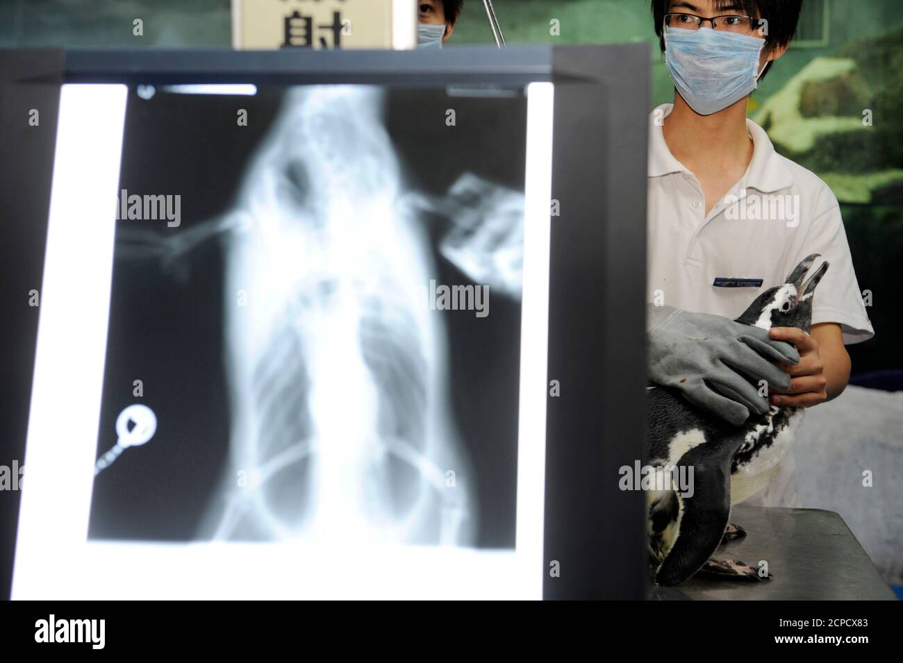 Penguin x ray hires stock photography and images Alamy