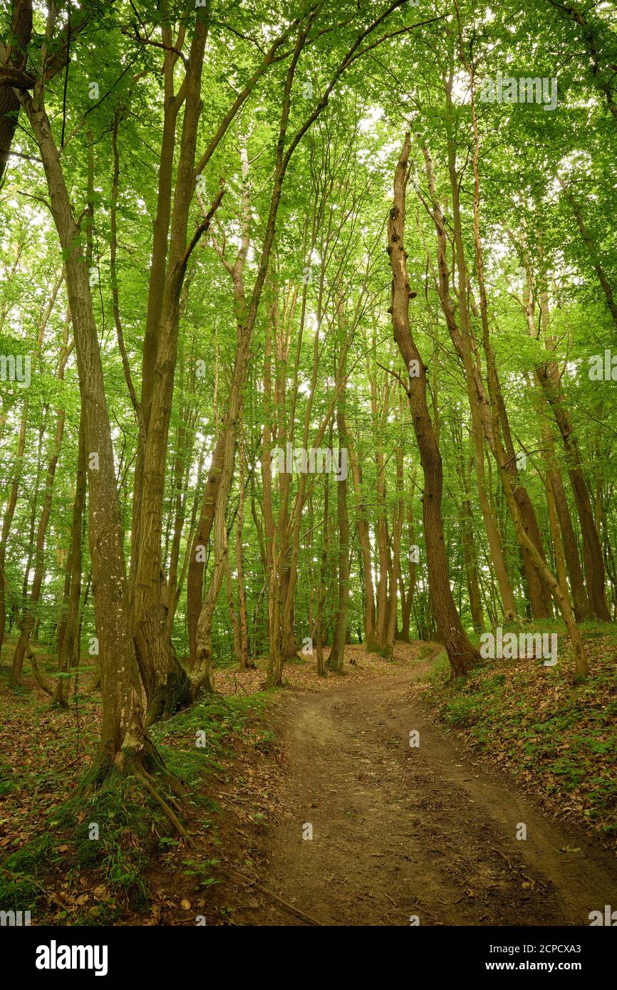 Tranquil pathway in the woodland. Scenic trail in the fairy Briukhovychi forest. Green and brown colors. Natural daylight in the green woods. Trees Stock Photo