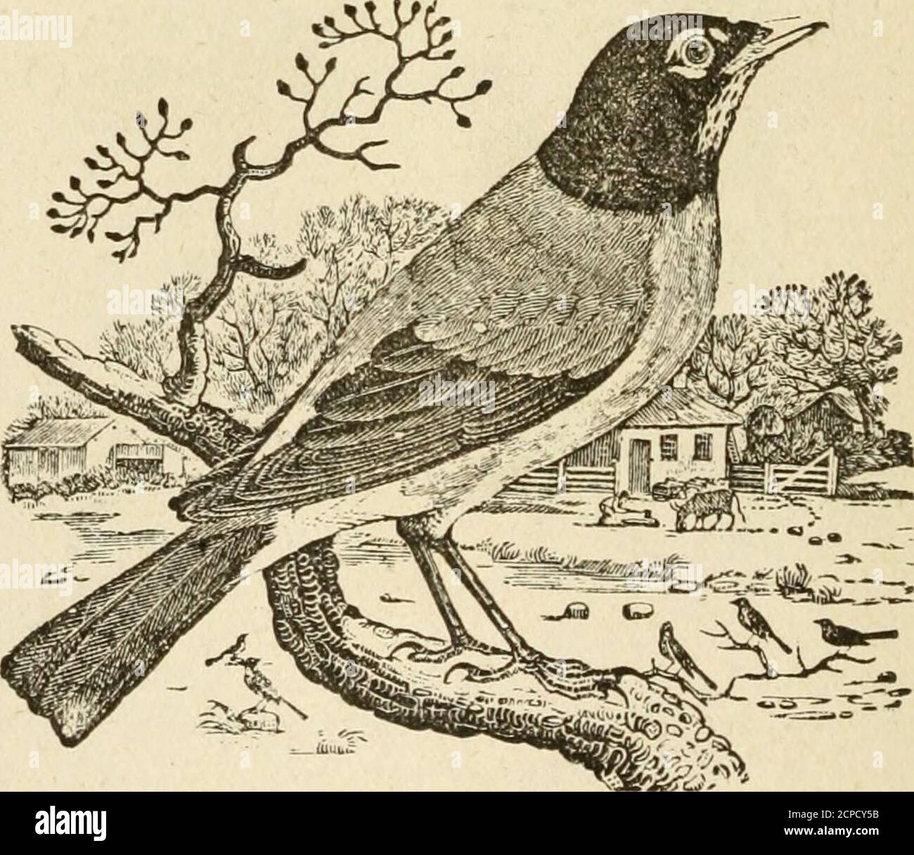 . The history of birds : their varieties and oddities, comprising graphic descriptions of nearly all known species of birds, with fishes and insects, the world over, and illustrating their varied habits, modes of life, and distinguishing peculiarities by means of delightful anecdotes and spirited engravings . for sup-poit daring the inclemency of winter. In like manner the commonFieldfare migrates at a late season from the northern districts ofSiberia and Lapland to pass the winter in the milder parts of Europe.The Robin has no fixed time for migration, nor any particularrendezvous; they retir Stock Photo
