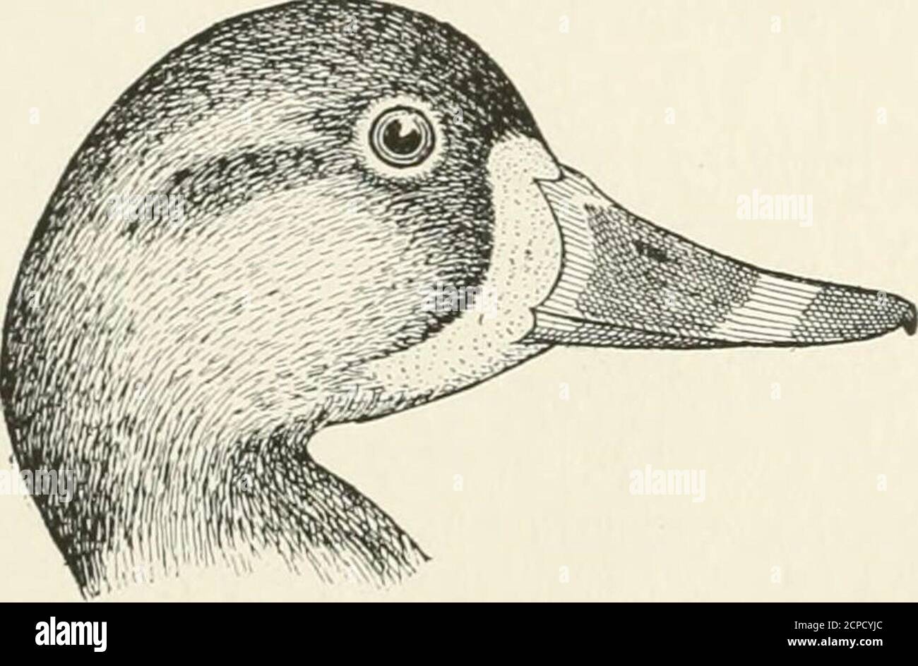 . www.flickr.com/photos/internetarchivebookimages/tags/book... . ay be distinguished from other female Scaups by whiteeye ring and bands about bill. (See Fig. 7.) Its white face resemblesthose of other female Scaups, but it is lighter on cheeks. The grayishblue wing patch of both sexes is shown when the bird flaps its wings.This distinguishes this species from all other Ducks, except the Red-head, which is much larger. Season. — Rather rare spring and fall migrant; very rare in spring on theNew England coast; seen in autumn from about the middle of Octoberto the first of December. Range. — Nor Stock Photo