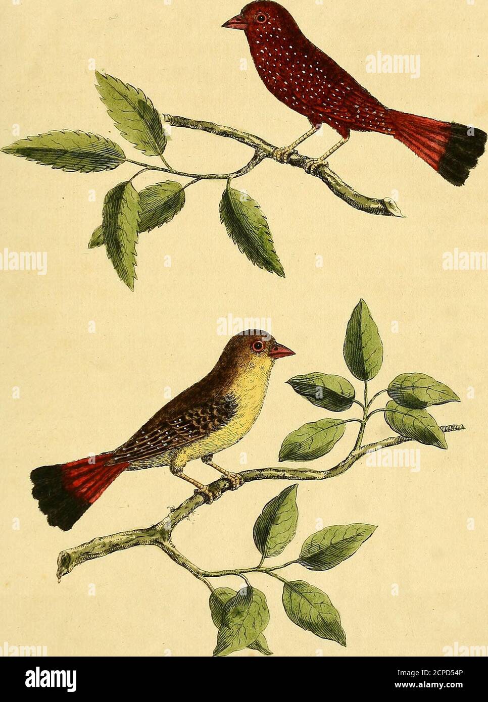 . A natural history of birds : illustrated with a hundred and one copper plates, curiously engraven from the life . LXXVir. T is much about the bignefs of the common Wren; itsBill is in ftiape like that of the Goldfinch, of a red Co-lour; the upper part of the Head and Back are of a dulkyColour, in fome Birds lighter, in fome darker; the Wingsand Breaft are duiky with a mixture of red and white Spots;the Tail it felf is an Inch and a half long, the upper parthalf way red, the lower black; its Legs and Feet are ofa dufky yellow. The Hen was of a duiky Colour on the upper part ofthe Head and Bac Stock Photo