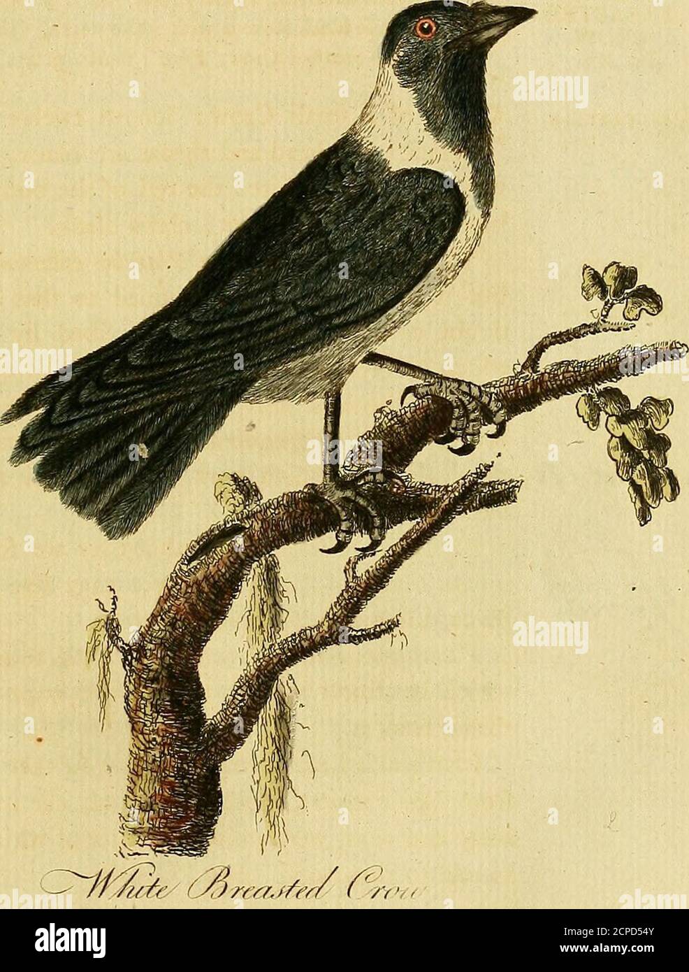 . A general synopsis of birds . ws black. The bird figured in the Planches enluminees came from Senegal 1ibut it is by no means confined to that quarter. There is nodoubt of it being the one defcribed by Pallas, above quoted,which he fays come early in the fpring in great flights from China,and the fouthern Monguls country, into the parts about the LakeBaikal, but moft frequent about the towns and villages on theriver Lena, in which part the Jackdaws and Royjion Crows arevery feldom feen. I am well informed alfo, that they are found in vaft numbersin the ifland of Johanna, where they live chie Stock Photo