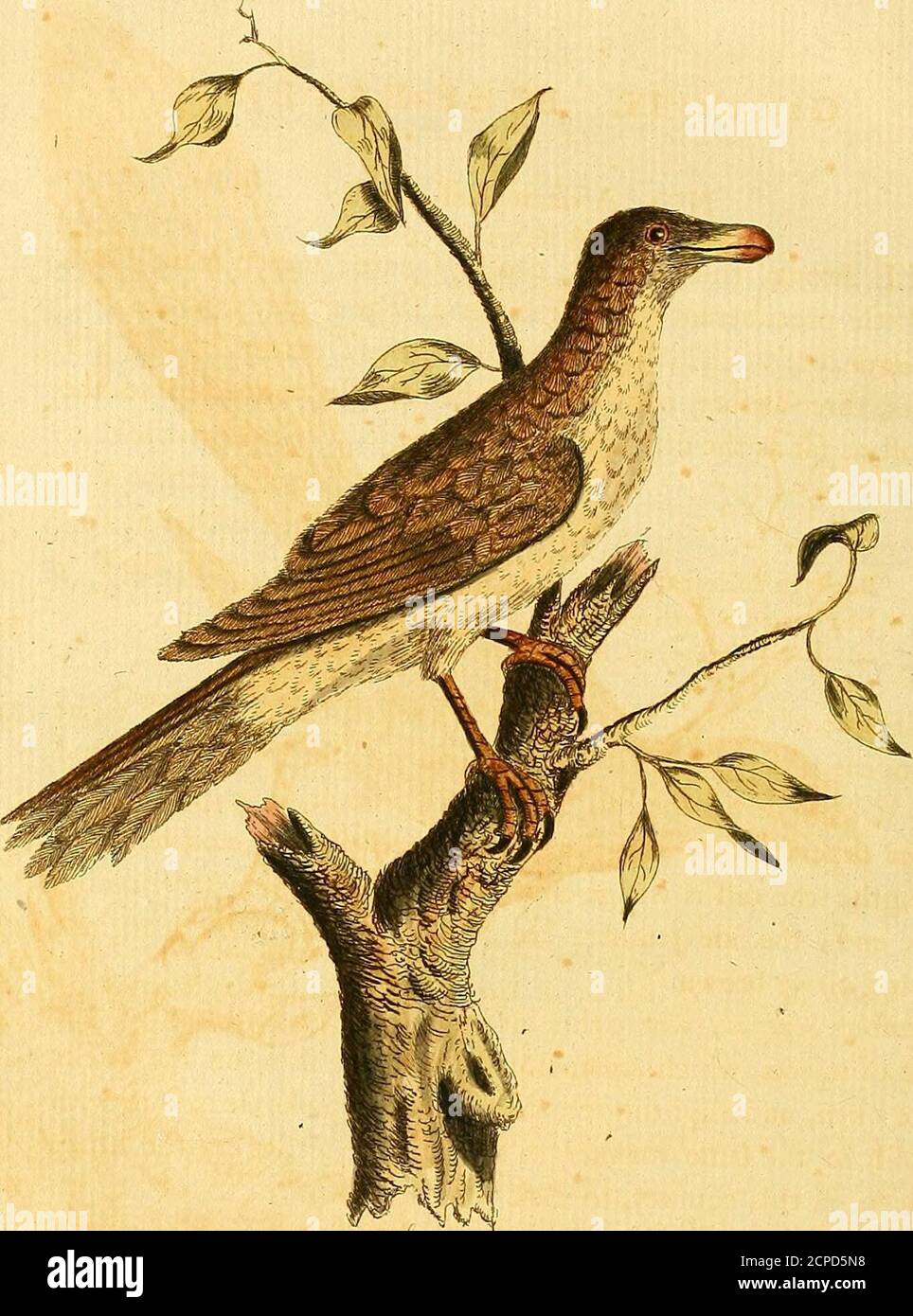 . A general synopsis of birds . bird fhould feem rather a Hornbill than a Toucan, as inthis latitude no other than Hornbills have been feen ; on the con-trary, in South America, where the Toucans are, there are no Horn-bills: but this cannot be determined for want of better de-fcription. Bill 358 H O R N B I L L. 12. WREATHED BUI of an Indian Raven, Will. orn. t. 78. H. Description of aTaHE bill is, in figure, not unlike that of N° 3: in length,the Bill. JL from t]ie angles of the mouth to tip, from five to fix inches: on the top of the upper mandible is an appendage arifing aboutan inch in he Stock Photo