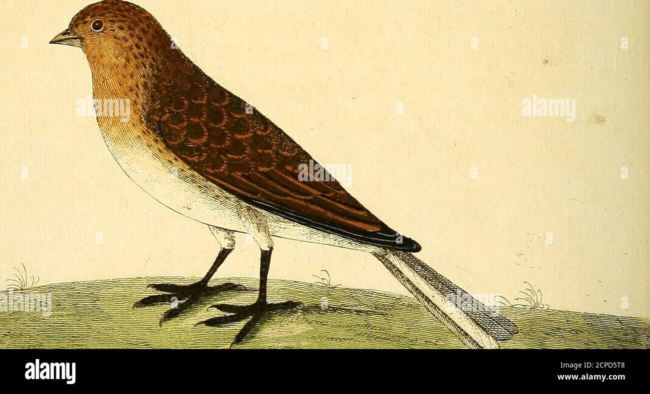 . A natural history of birds : illustrated with a hundred and one copper plates, curiously engraven from the life . Stock Photo
