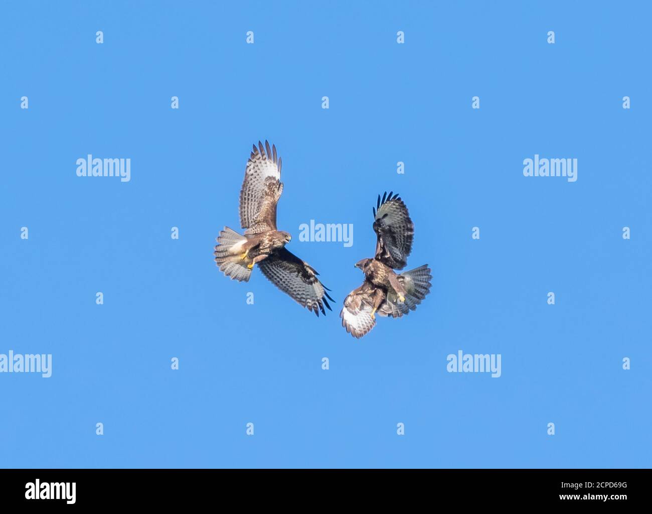 Pair of Buzzard birds (Buteo buteo), birds of prey, in flight, play fighting. Buzzards flying against blue sky in West Sussex, England, UK. Stock Photo