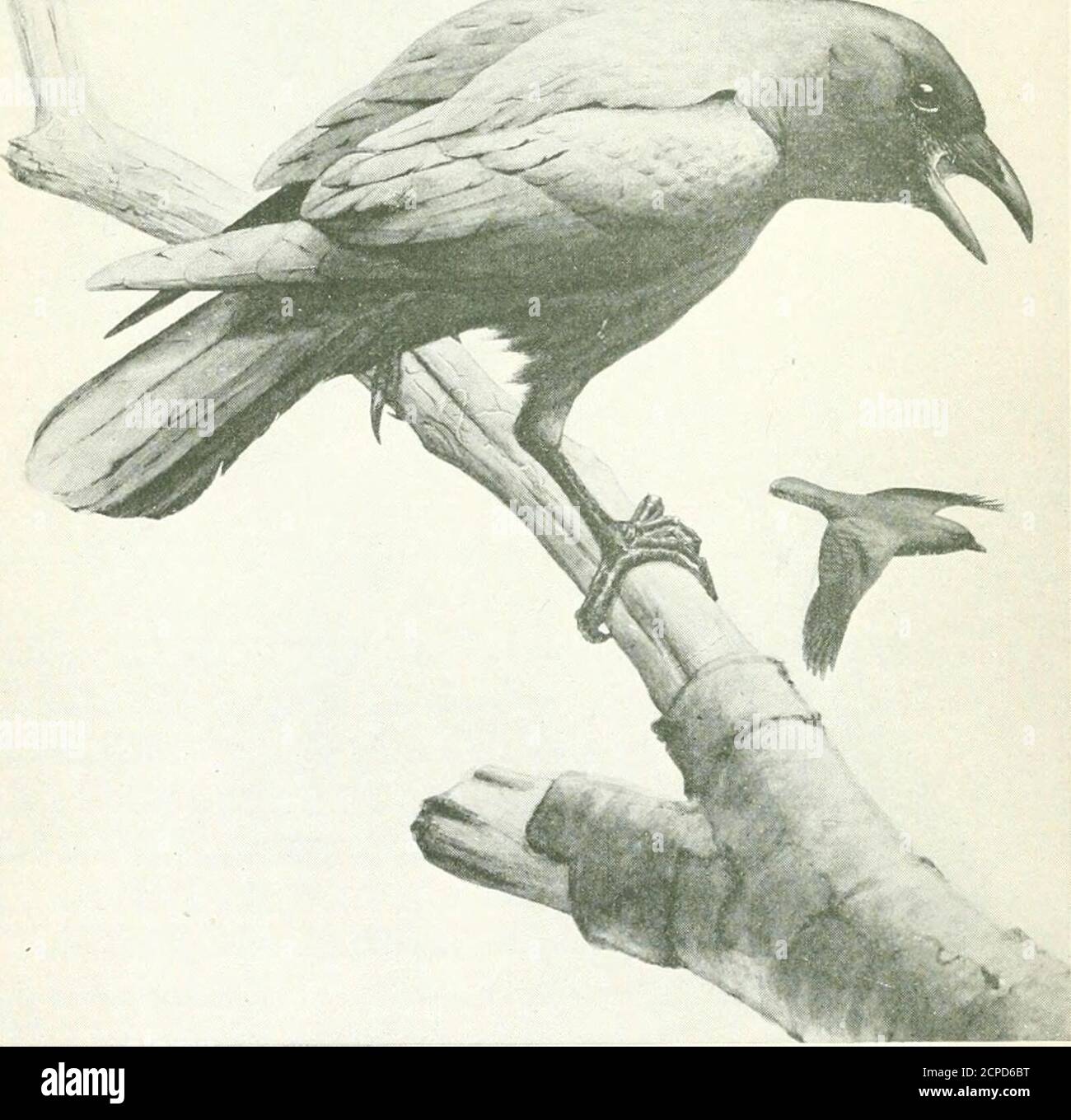 Western Birds Crow Western Birds Magpie To Twenty Feet From The Ground In Willows Thorn Bushes Mulberry Bushes Small Oaks Cottonwoods And Pines Henshaw Says Maggie As This Bird Is Familiarlyknown