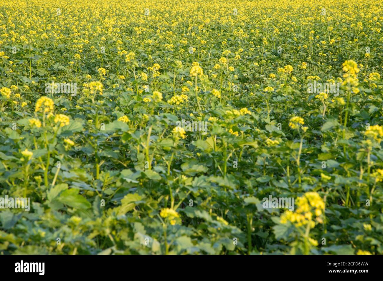 Brassica nigra hires stock photography and images Alamy