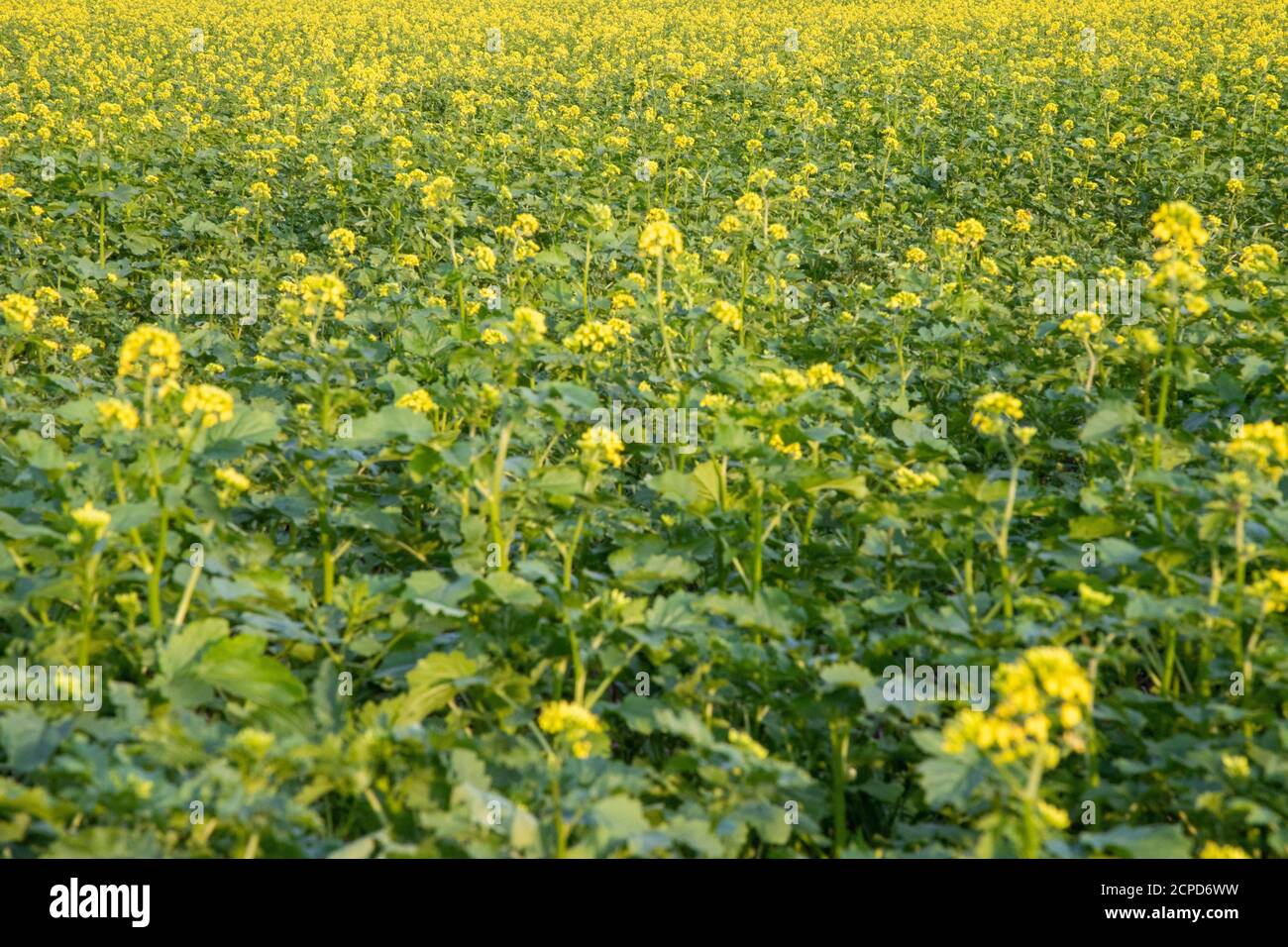 dark mustard plants in a field, yellow flowers and green leaves, brassica nigra Stock Photo
