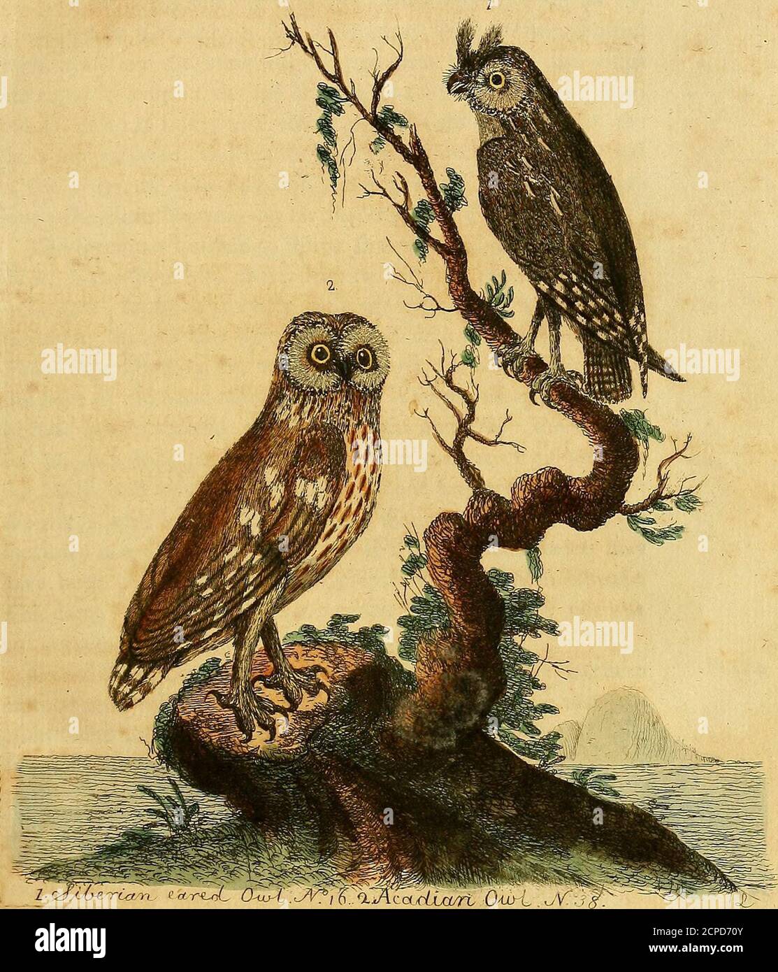 . A general synopsis of birds . ler in proportion, and above all, is remarkably eared.Description. The bill is brown : the irides of a pale yellow: the eared fea-thers above one inch in length : the circle of feathers which fur-rounds the eyes is fmall, and above the eyes fcarcely perceivable ;.towards the eyes is a white fpot: the body above is cinereous,delicately powdered and undulated : the fhaft of each featherbrown -, beneath whitifh, with broad black fhafts, and fcattered * A remark of the fame kind is mentioned by Dak, after Childrey, to thispurport: In the year 1580, at Hallontide, an Stock Photo