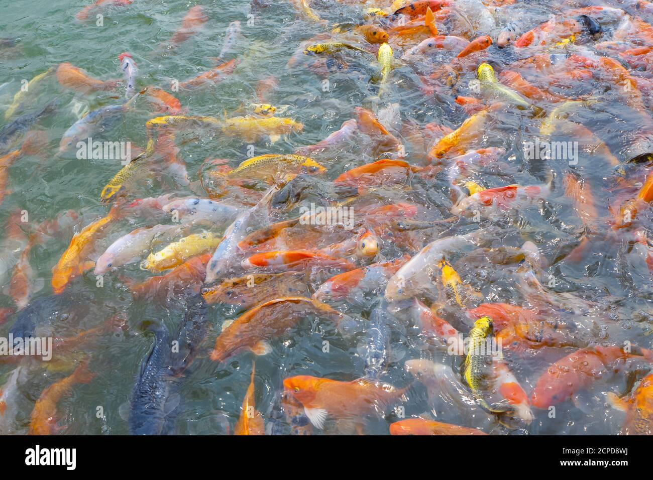 Tilapia and Koi fish or fancy carp fish swimming waiting for food in the pond. Stock Photo
