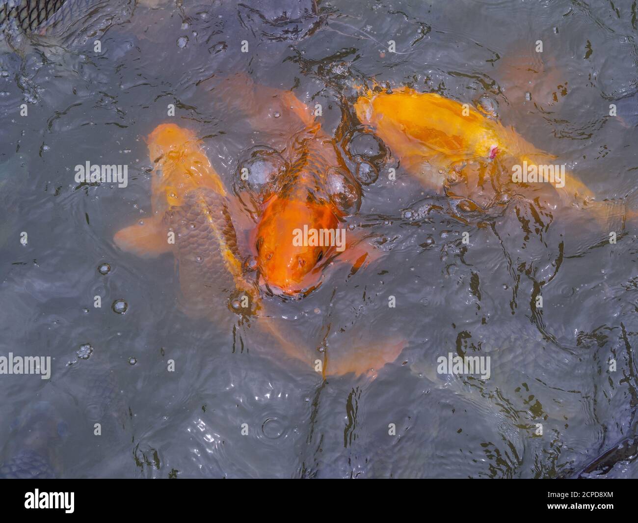 Tilapia and carp fish swimming waiting for food in the pond Stock Photo