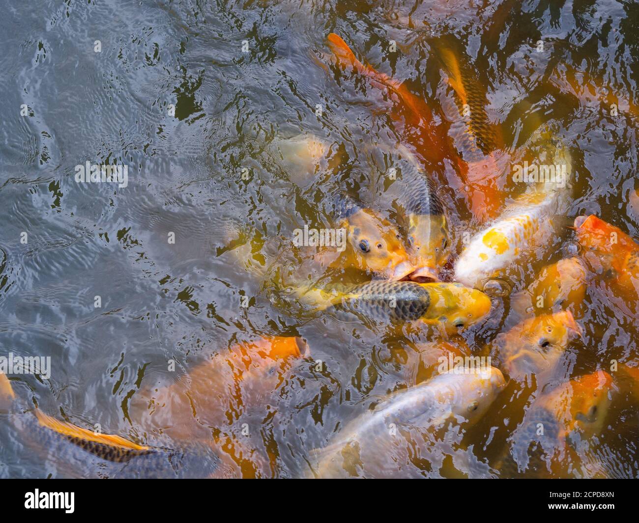 Tilapia and Koi fish or fancy carp fish swimming waiting for food in the pond. Stock Photo