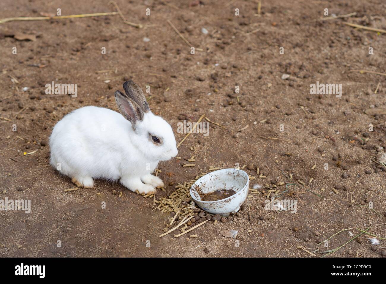 Farm Rabbit Brown Brown and white rabbits in the farm hi-res stock photography and images ...