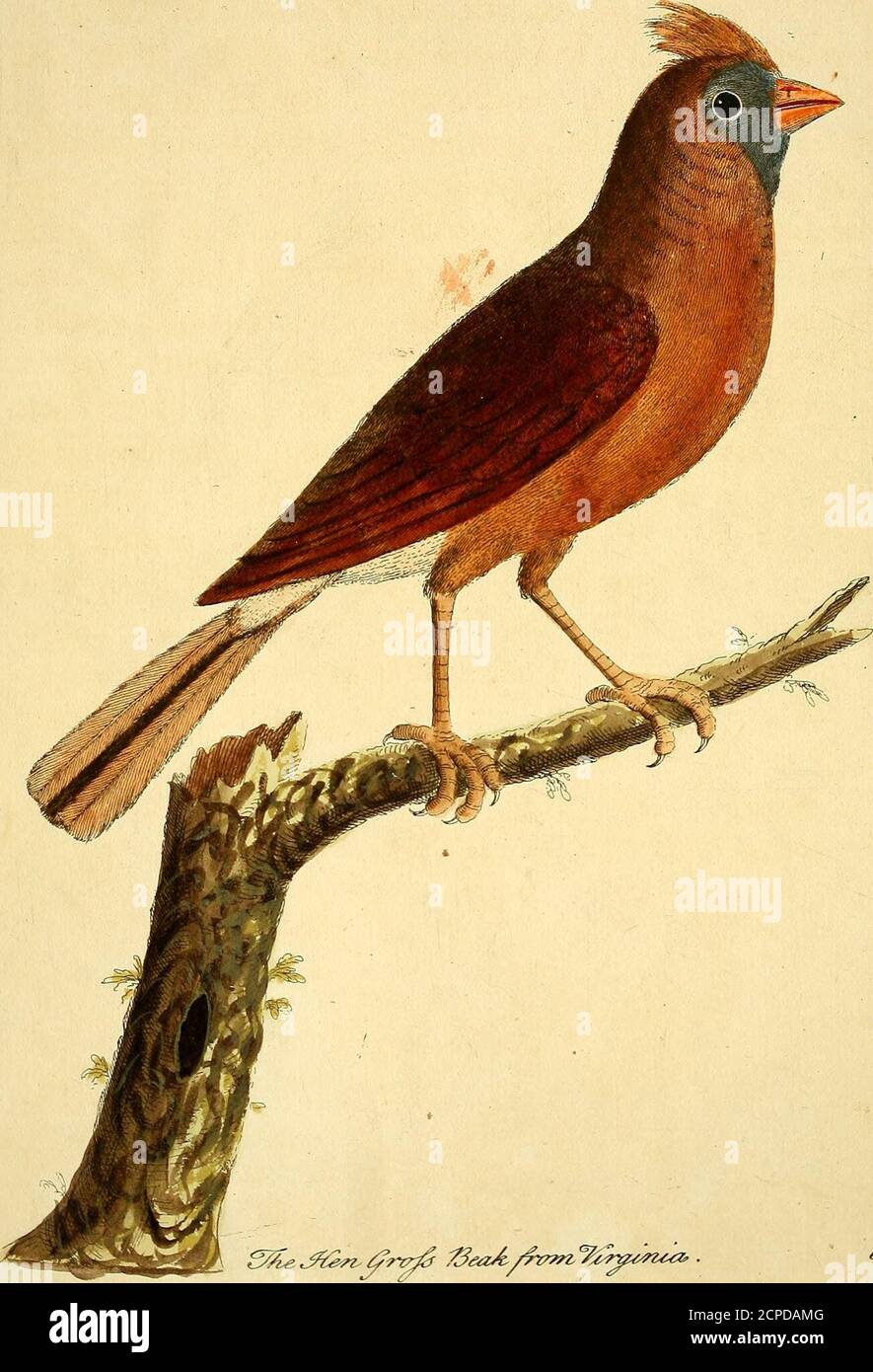 . A natural history of birds : illustrated with a hundred and one copper plates, curiously engraven from the life . {^.^^^C^. S.. ///t,/t 0e^.- /yj 7. ^.. ^eoA-z^v^n^^i^^^^^t^^Z (^. /^^^W^^/^ ( 57 )The Viro[inia Groas Beak Hen. Numb. LXI. THIS Bird is as big as the Song Thrujh j its Bill is ofa pale red, very thick towards the Bafe, ftiort andending in a fliarp Point; on the top of the Head is a Creftof brown Feathers, which it raifes or lets fa|l at Pleafure;the Head, Back and Wings were of a reddilh brown Co-lour, the Breaft and Belly more dilute j the Tail was madeup of twelve Feathers, the Stock Photo