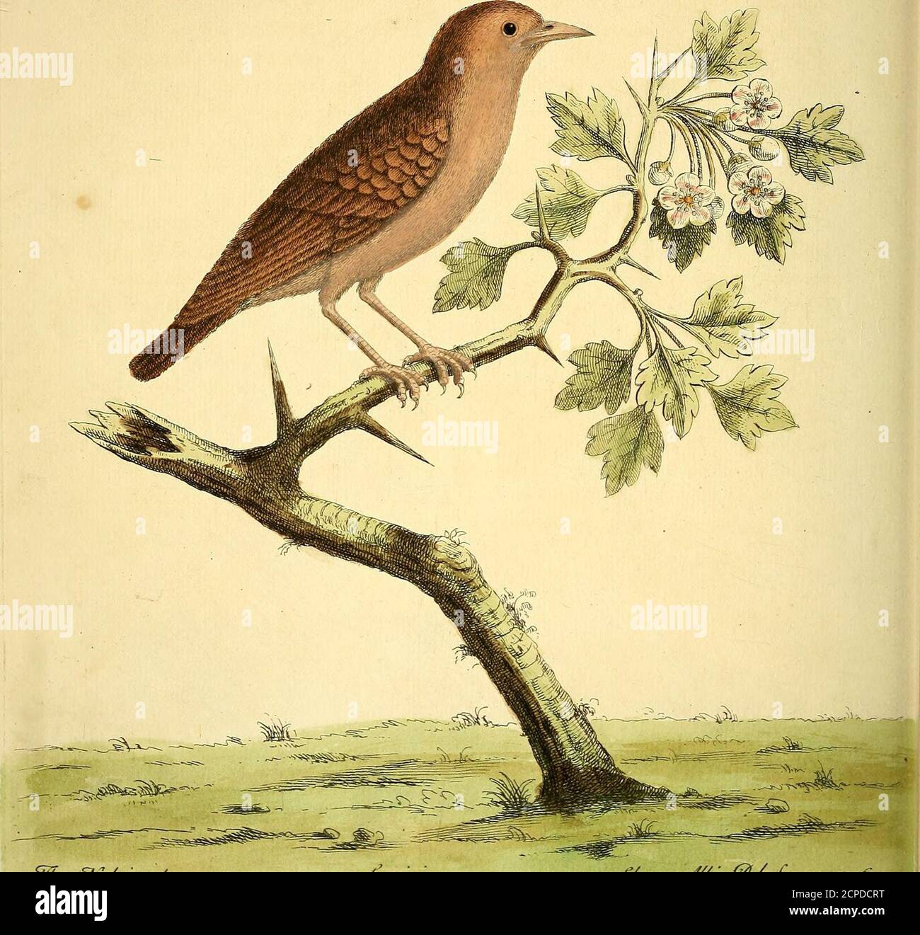 . A natural history of birds : illustrated with a hundred and one copper plates, curiously engraven from the life . .V//^ OWytra^ ^Xa^W^, c^.^y/^^ft ^&/. ryjy. 5^3. ^y/u! &lt;I^i^/ut^u/.a/e,. .=£asci/uii ^/■&a.za^^£^^tmz/^e/.Je/^. se. jys^- ( 49 )The Nightingale, Numb. LIU. NOtwithftandlng the particular Fancy of divers Perfons, for this or that Bird,which they efteem and prefer to all others, the Nightmgale, by the generality ofMankind, is ftill accounted the chief of all fingiwg Birds; he fends forth his plea-fant Notes with fo lavifli a Freedom, that he makes even the Woods to eccho withhis Stock Photo