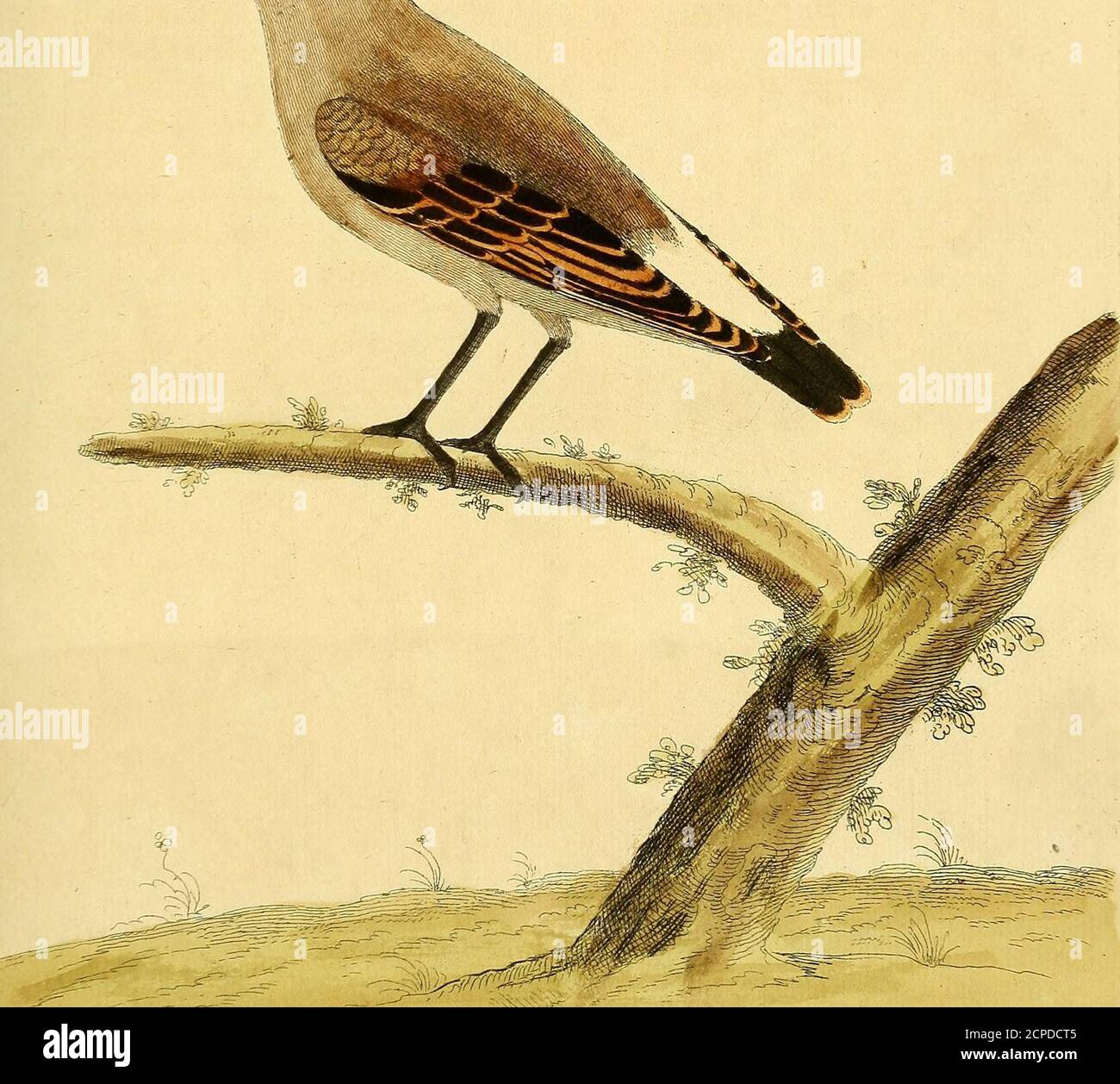 . A natural history of birds : illustrated with a hundred and one copper plates, curiously engraven from the life . erior Edges are of a reddifli yel-low, and in fome Birds white. The Tail is two Inches and a quarterlong, made up of twelve black Feathers, their exterior Edges the famewith the Quill-Feathers; the Legs and Feet black; its Stomach is notvery mufculous, out of which when diffedled was taken Beetles andother InfeEis. It commonly breeds in forfaken Coney Burrows. In Sujfex the Boys, to catch thefe Birds, ufe this Art; they dig longTurfs of Earth, and lay them acrofs the Holes whereo Stock Photo