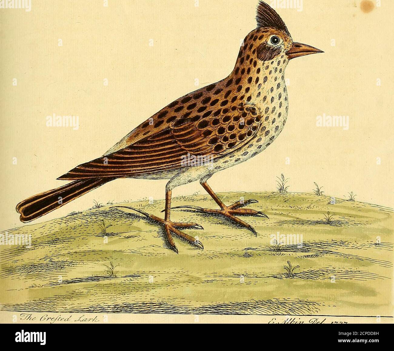 . A natural history of birds : illustrated with a hundred and one copper plates, curiously engraven from the life . tmoft very fhort and fmall one, the outward Vane of the firft PinionFeather is of a dirty white, inclining to yellow, the reft are not fo blackas in the common Lark, and have fome mixture of a pale red even intheir lower part; the Breaft and Belly are white, with a dafb of yel-low 5 the Throat fpotted as in the common Lark; The Tail is two Inchesand a quarter long, made up of twelve Feathers, the two outmoft ofwhich have their exterior Borders white, with a dafh of red, the reftb Stock Photo