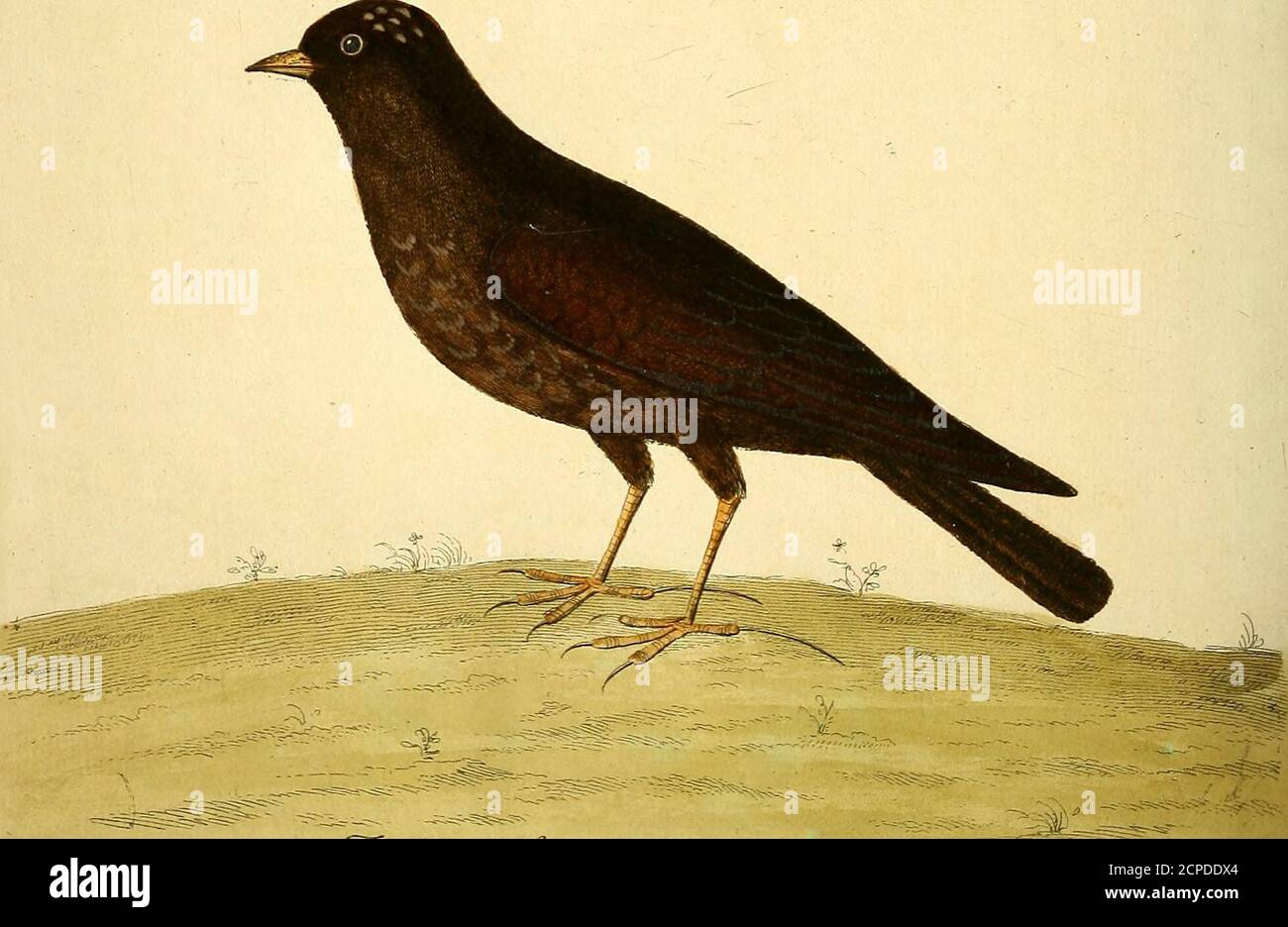 . A natural history of birds : illustrated with a hundred and one copper plates, curiously engraven from the life . IJA^^ J^Cartu/a-rve^ (^leazar.Mf^ti^^l J:f- ^ ^U- ^■. ^^/-/a^A ^a^ . /J. cl/A^^^.- jyj y. ( 47 )7he black Lark. Numb. LI. THE Bill of this Bird was of a duiky yellow; thelri-des of the Eyes yellowiih: It was all over of a darkreddifli brown, inclining to black, excepting the hindpart of the Head, on which was fome dufky yellowiih Fea-thers 5 likewife fome Feathers with whitiih Edges on theBelly. The Legs, Feet, and Claws were of a dirty yellow.This Lark was taken with a Clap Net Stock Photo