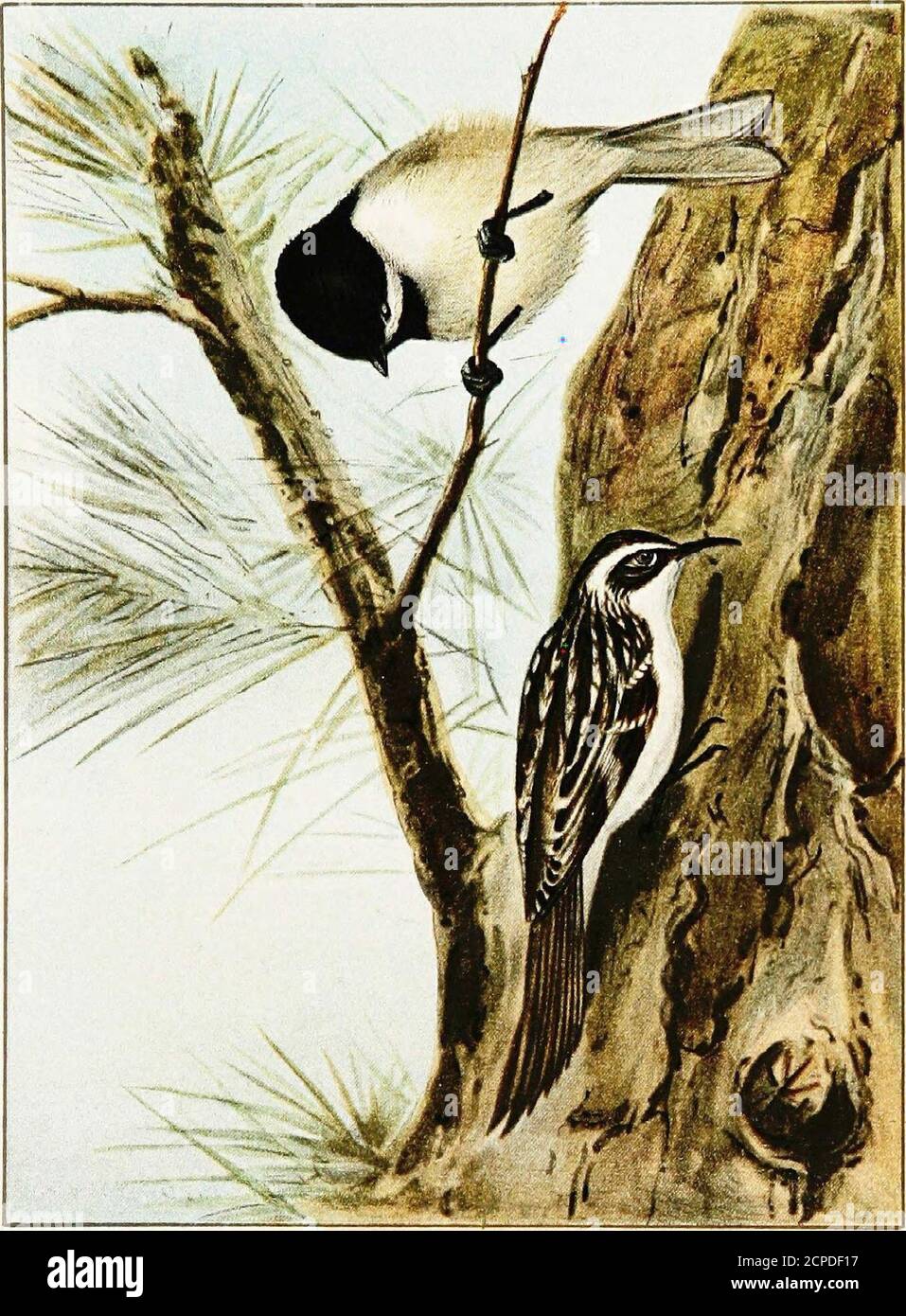 Mimic other birds hires stock photography and images Alamy