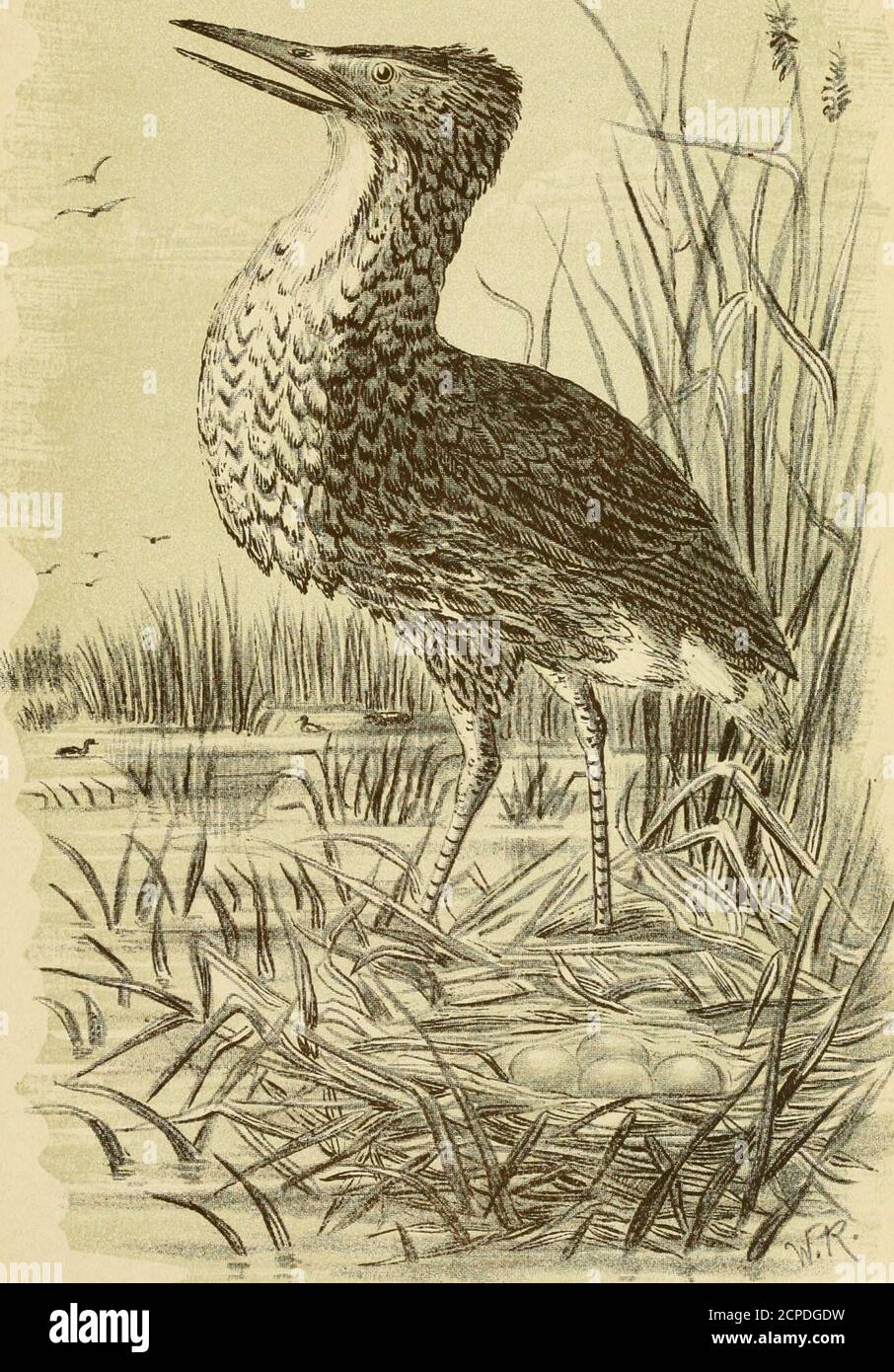 . Bird-nesting in north-west Canada . the water. The top of the nest had acavity the size of a saucer, and the eggs are brownish-drab witha greyish shade, something after the style of colouring ofthe English pheasants ag^^. They average in size 2.00x1.50.American bitterns are plentiful among the bogs and marshesof the North-West, and I fre(|uently heard them towards duskduring my stay at Long Lake in Manitoba. They are alsofound on the island opposite Toronto, Lake Ontario, where Ihave flushed them on several occasions. They generally beginto boom towards dusk: they make a peculiar noise which Stock Photo