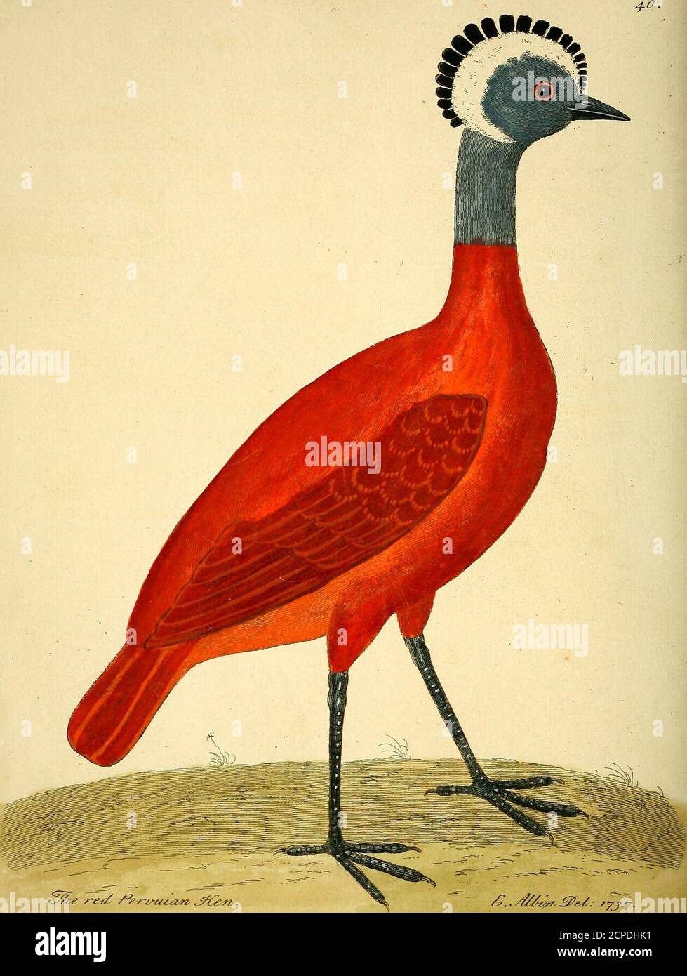 A natural history of birds : illustrated with a hundred and one copper  plates, curiously engraven from the life . Ty7.^ ,^>?«>^^<^  ^t^-/iay9^. <$.^y£^^^v^e/: ^yyjy.. {37)The red Peruvian Hen, Numb. XL.