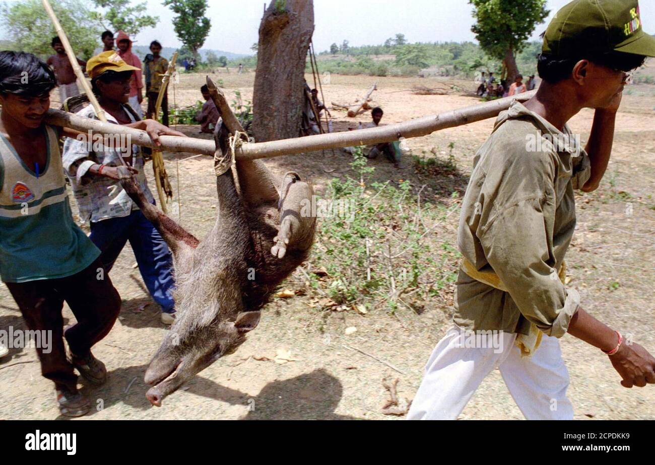 Indian tribal villagers carry a wild boar which they killed during a hunting  festival in the Audhoya jungle in the state of West Bengal May 23.  Thousands of indigenous ethnic groups, called