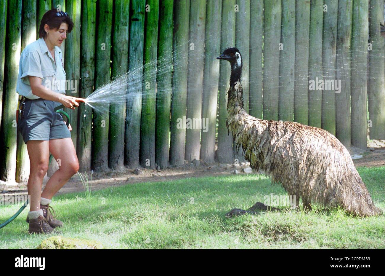 Animal handler Annette Gifford cools down "Dubbo" the emu with an early  morning soaking at Sydney's harbourside Taronga Park Zoo, January 19.  Sydney is expecting a hot summer's day with temperatures to