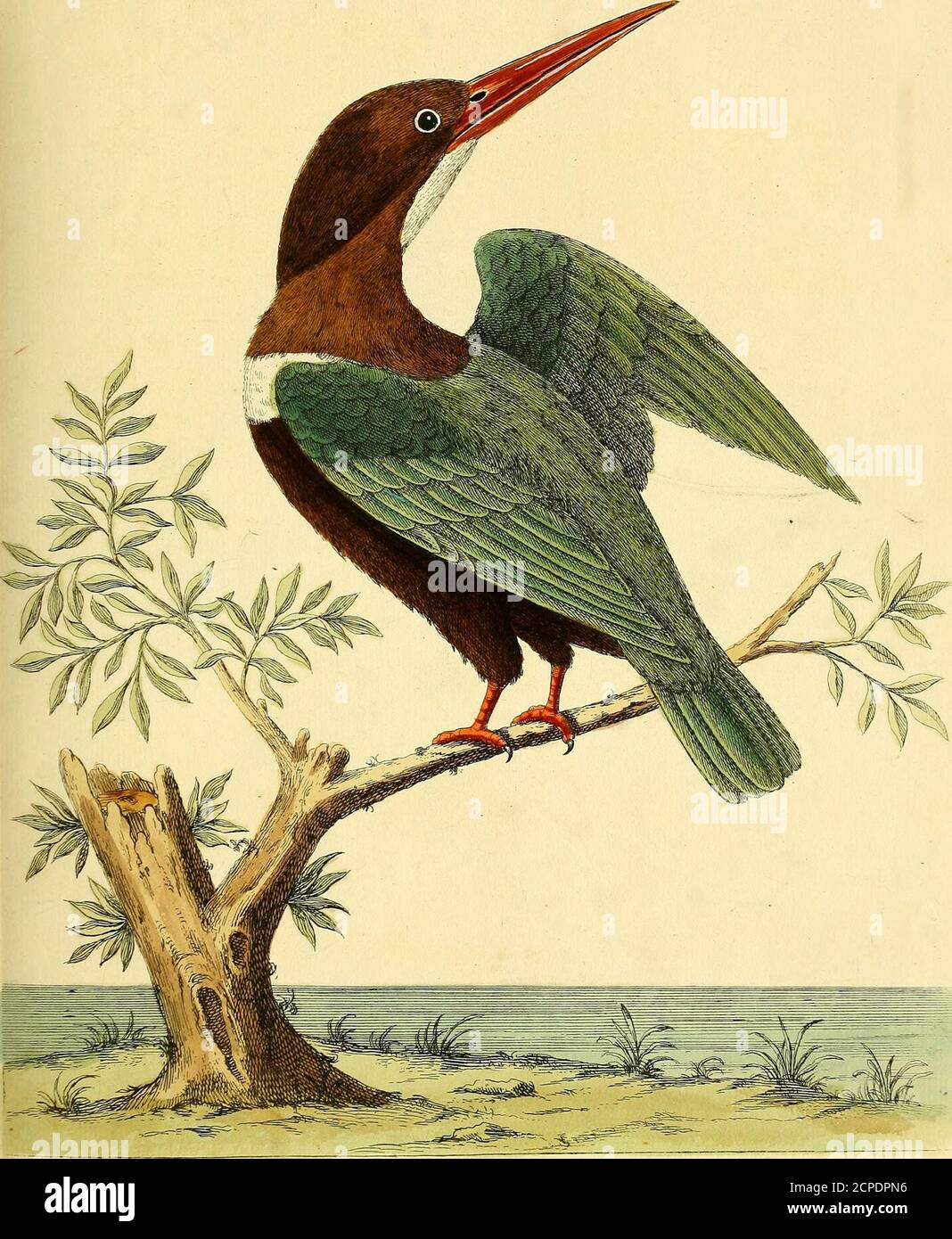 . A natural history of birds : illustrated with a hundred and one copper plates, curiously engraven from the life . The 2>. yruy ,Jm/i/r/ia -JUn^fuAe^. (^^/eoyZO/r^^UttrL ^l/)cl. JJu/y 27. lyj .d. Stock Photo