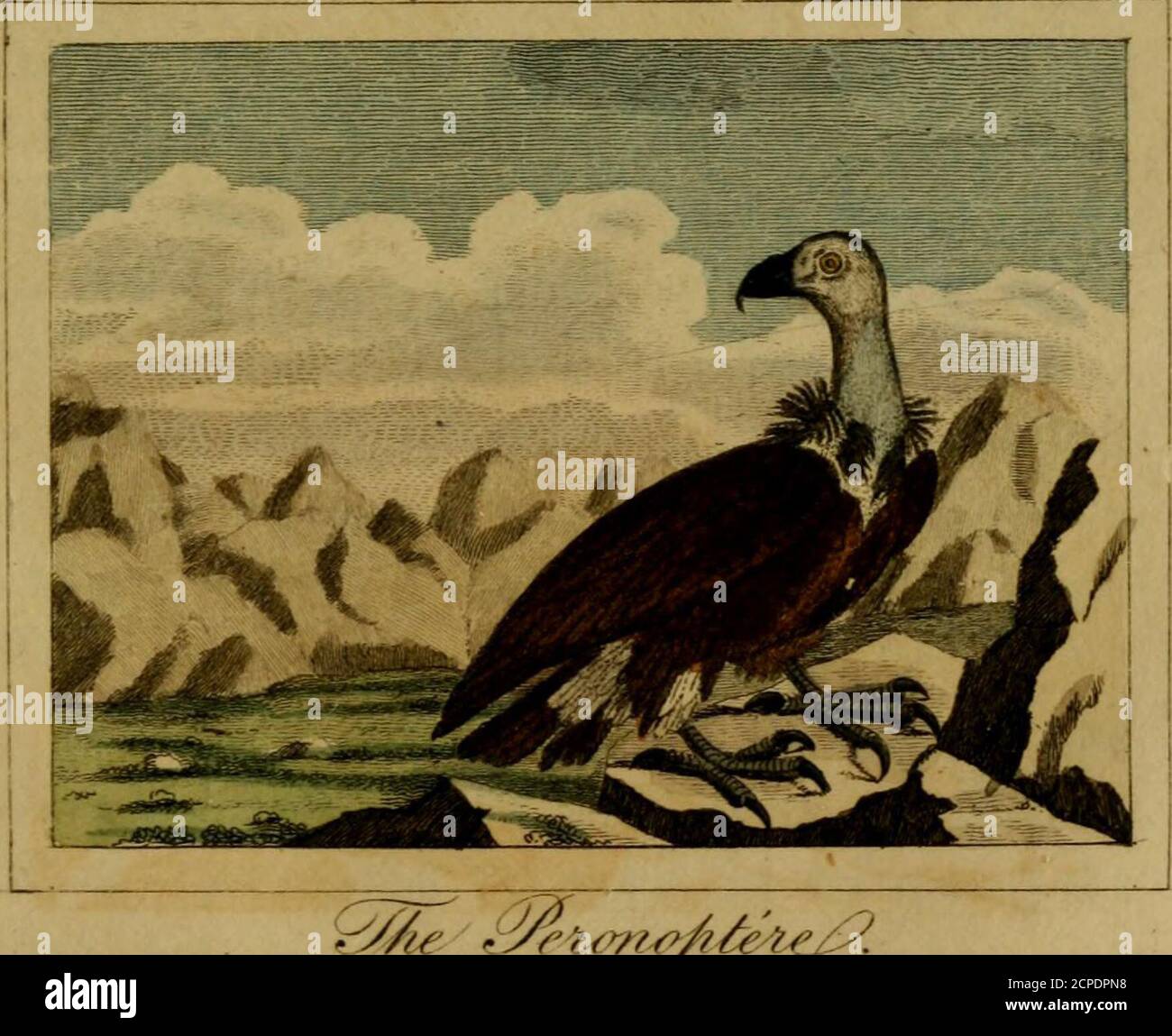 Natural history of birds, fish, insects, and reptiles . /e^.. ^A//^. P„Mi.,/u:l Jim. . or BiKDs, risH, Sec. <23() Mr. Clayton, in his account of Virginia,printed in the Philosophical Transactions, Natural history of birds, fish, insects, and reptiles . /e^.. ^A//^. P„Mi.,/u:l Jim. . or BiKDs, risH, Sec. <23() Mr. Clayton, in his account of Virginia,printed in the Philosophical Transactions,